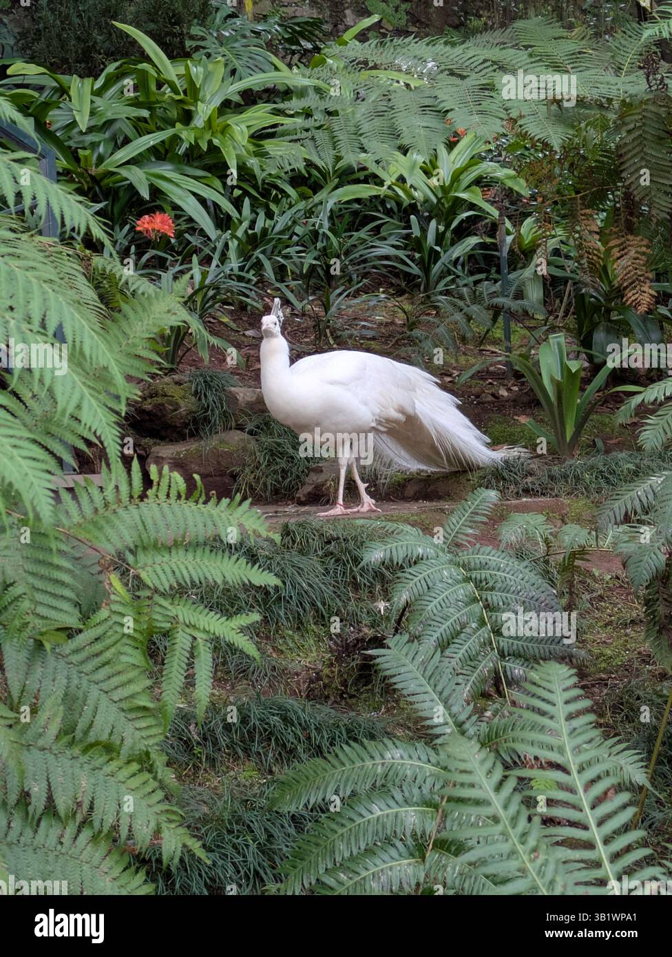Paon albinos au jardin botanique Funchal Madère Banque D'Images Paon albinos au jardin botanique Funchal Madère Banque D'Images
