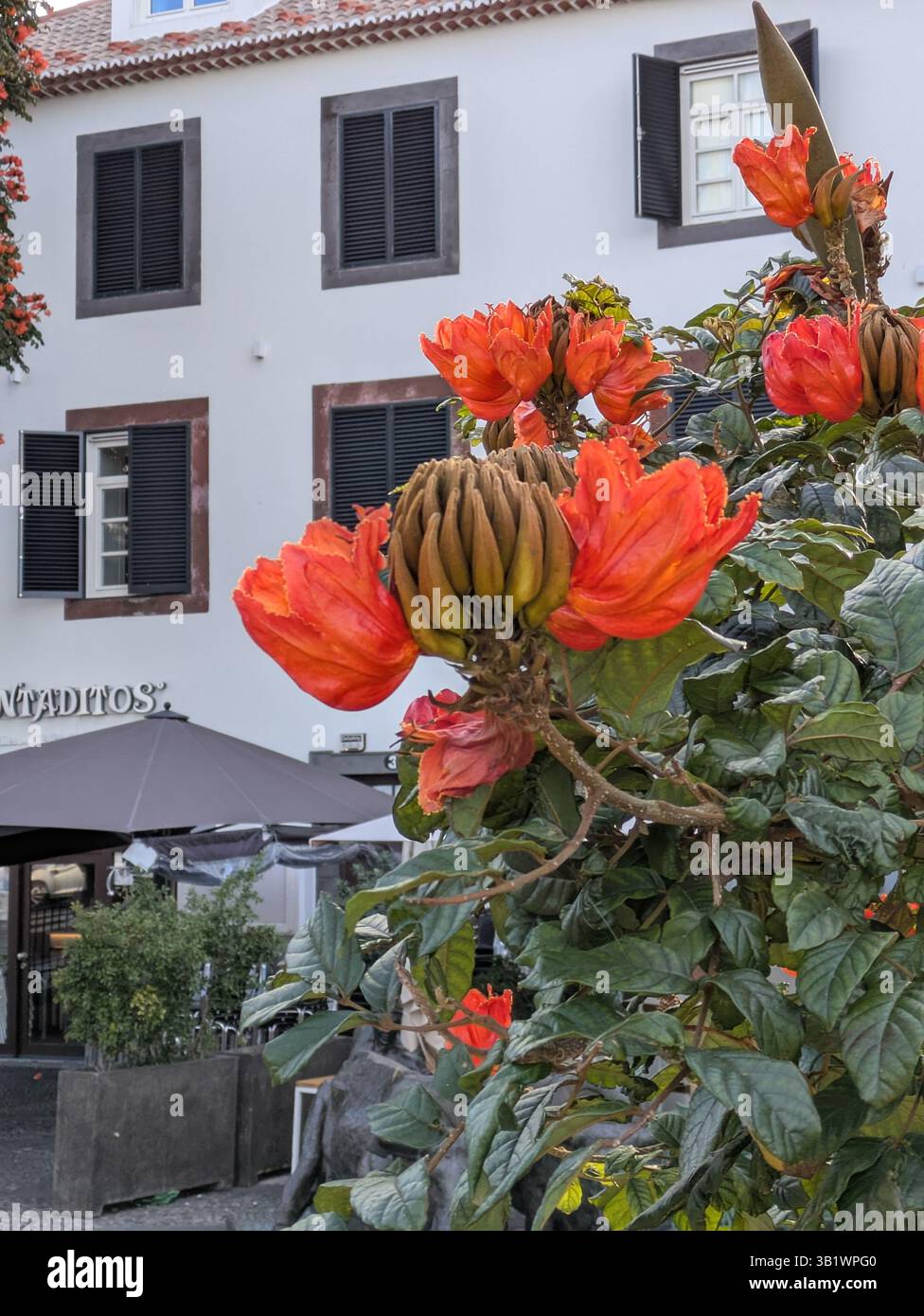 Tulipe africaine Funchal Banque D'Images