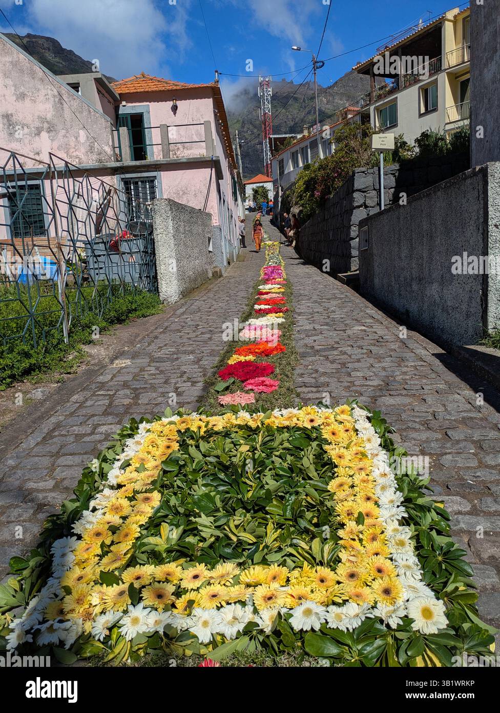 Affichage de fleurs de Pâques dans la vallée des nonnes Madère Banque D'Images