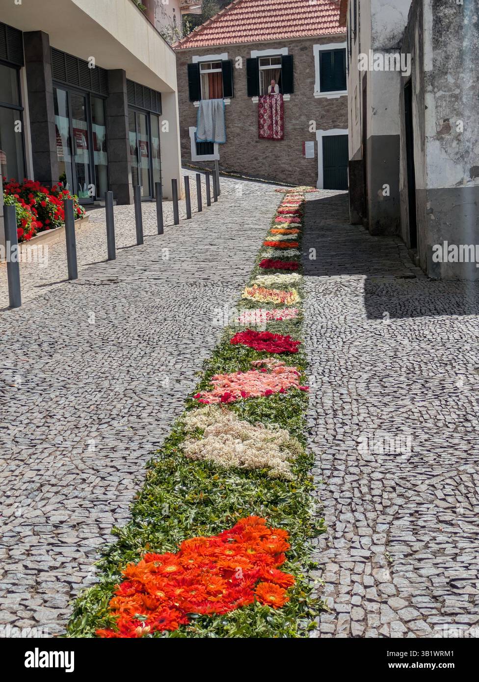 Affichage de fleurs de Pâques dans la vallée des nonnes Madère Banque D'Images