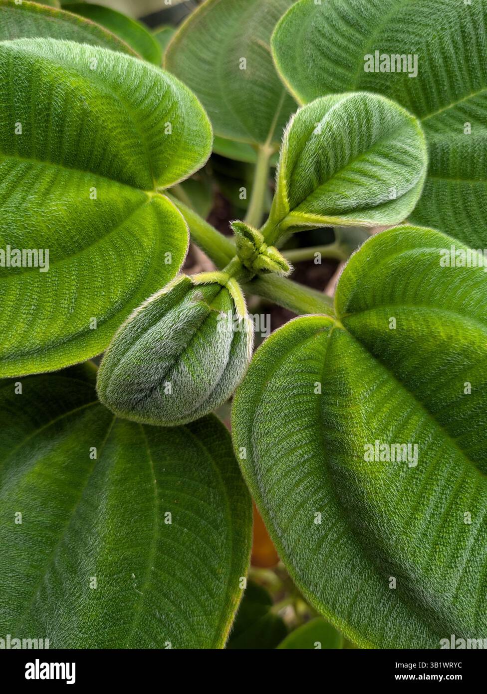 Pleroma Heteromalla Tibouchina plante Banque D'Images