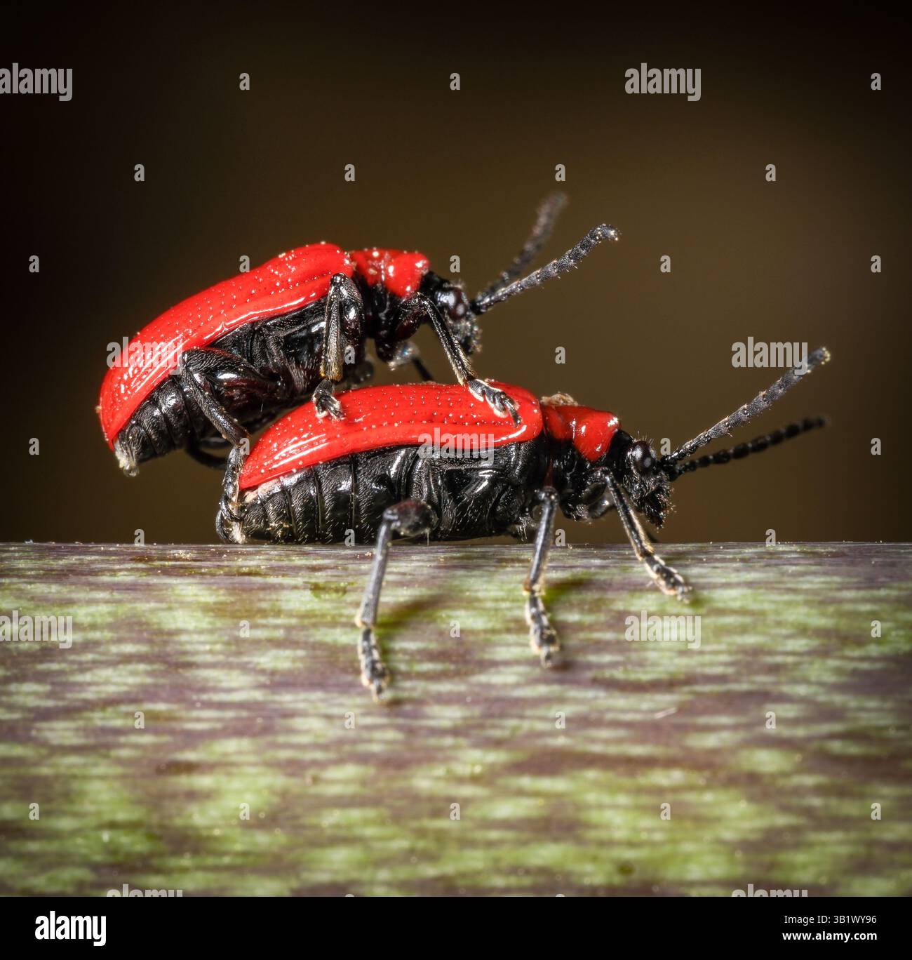 Image macro de deux coléoptères du lis en position d'accouplement. Le coléoptère du lis mangera les feuilles de la plante du lis et pondra des œufs autour de la plante. Banque D'Images