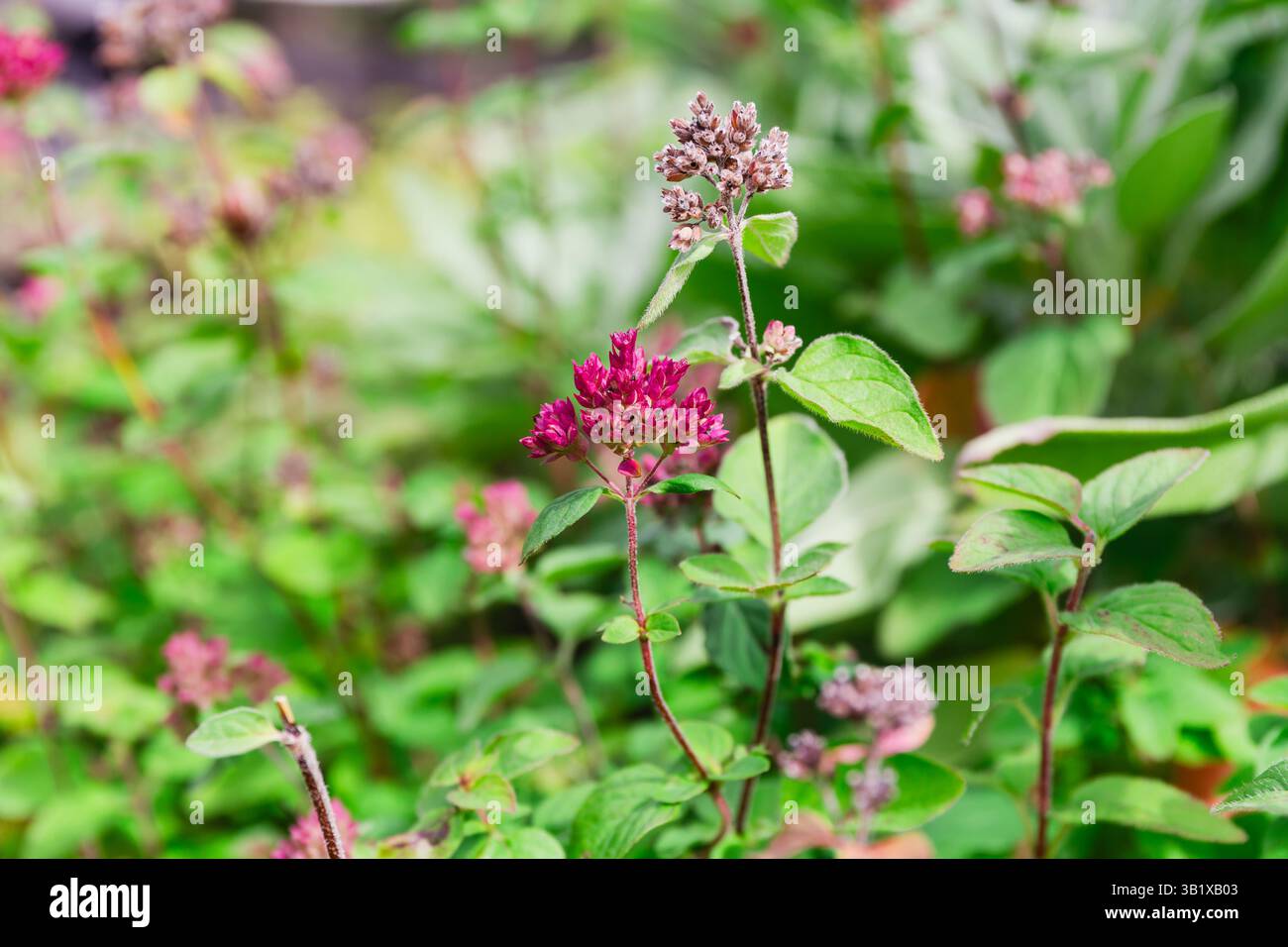 Gros plan d'une plante d'origan avec de petites grappes de fleurs violettes poussant dans le jardin extérieur, jardinage d'herbes Banque D'Images