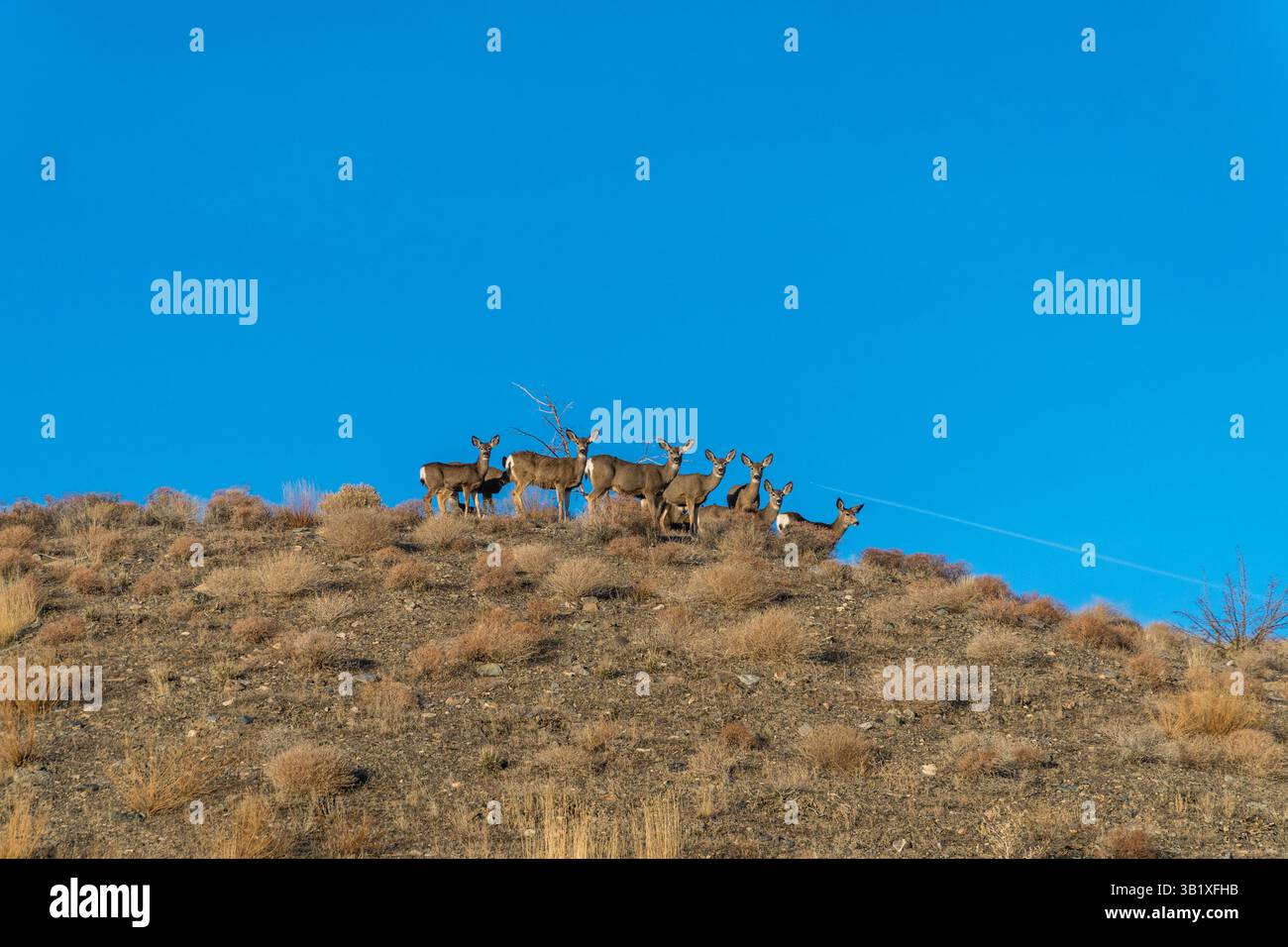 Troupeau de cerfs sur une colline dans le Nevada. Banque D'Images