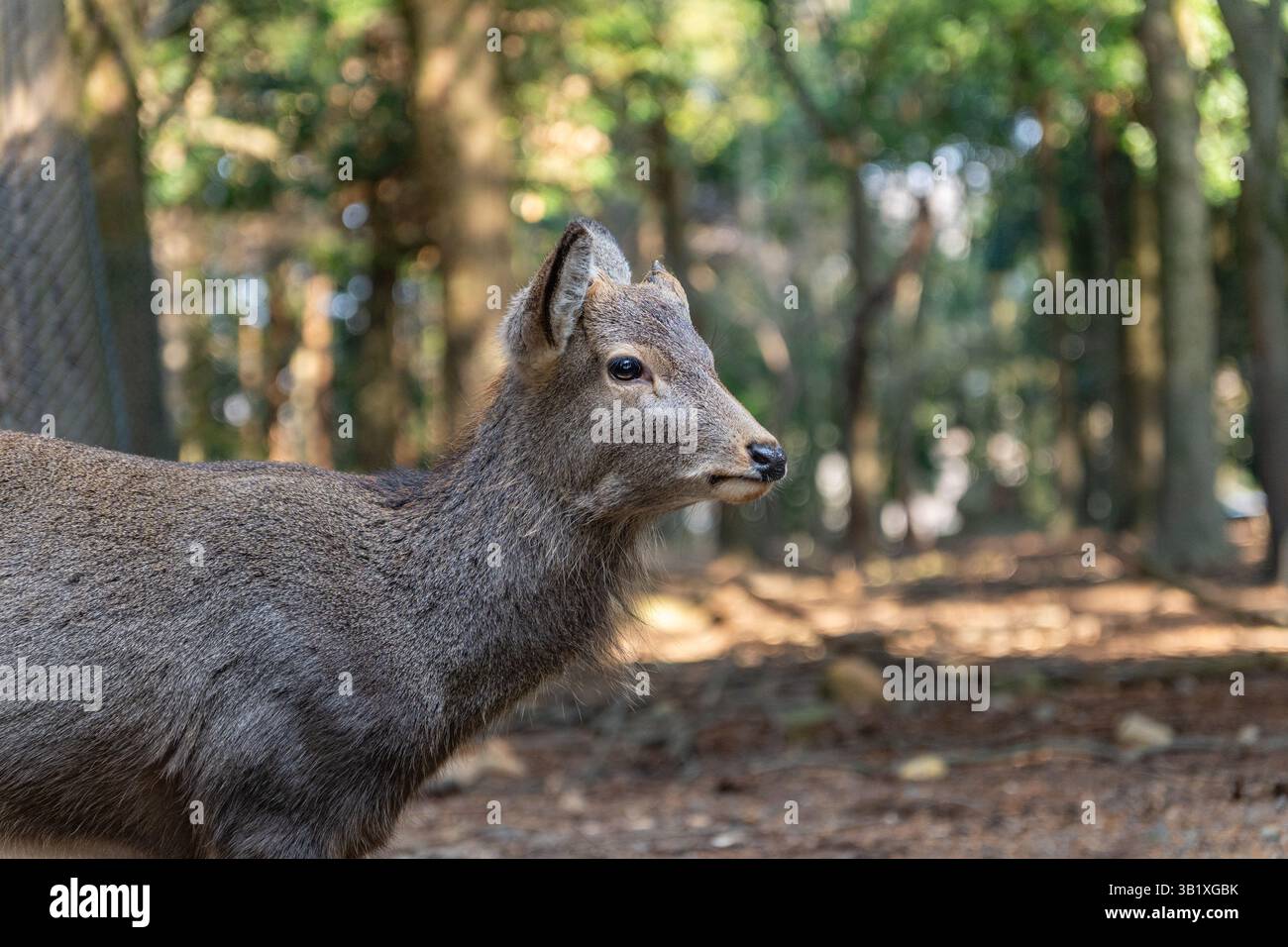 Gros plan de cerfs dans les bois par une journée ensoleillée à Nara Park, Japon. Banque D'Images
