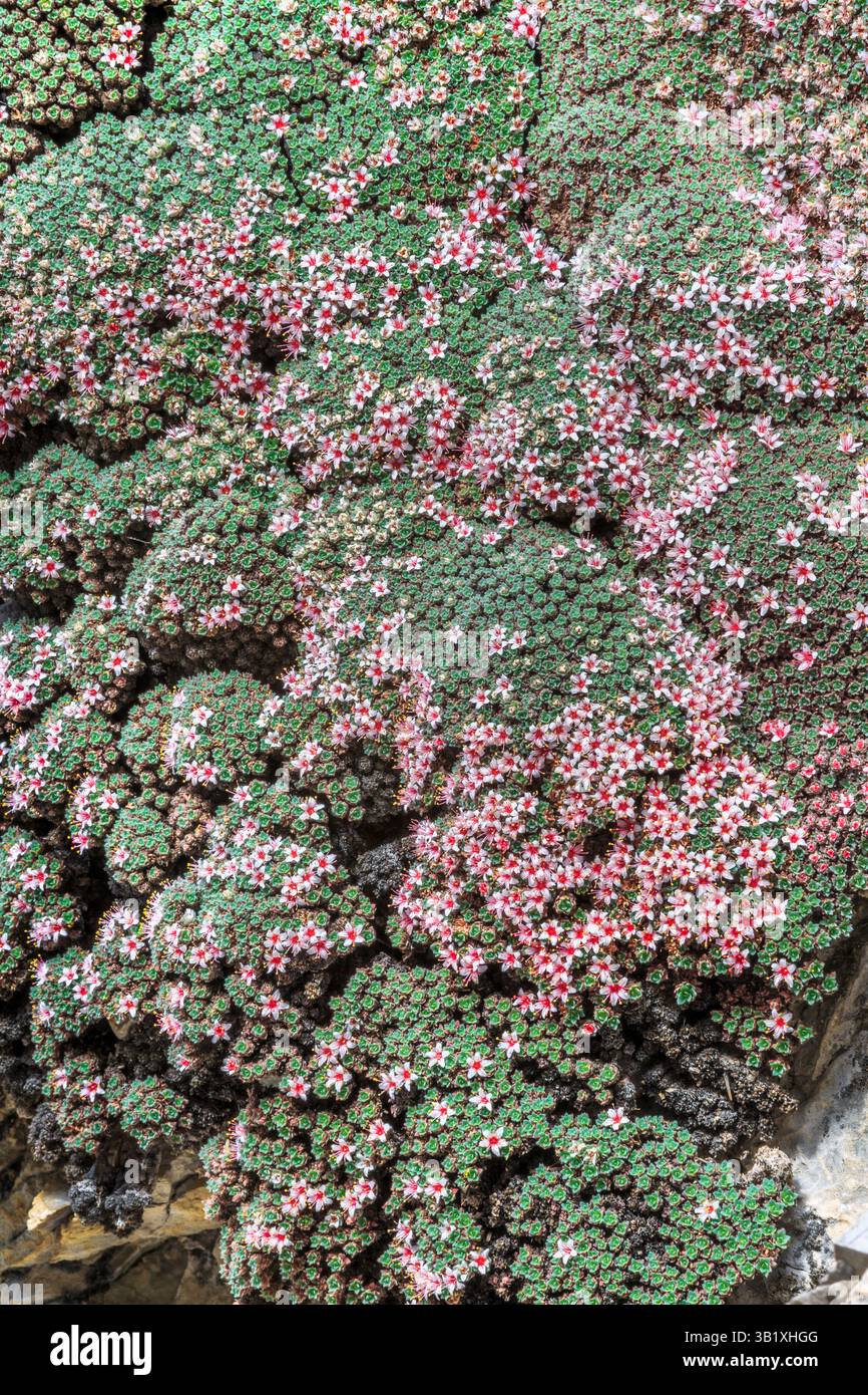 fleurs de kelseya fleurissant sur une falaise calcaire dans le canyon de trout creek près de york, montana Banque D'Images