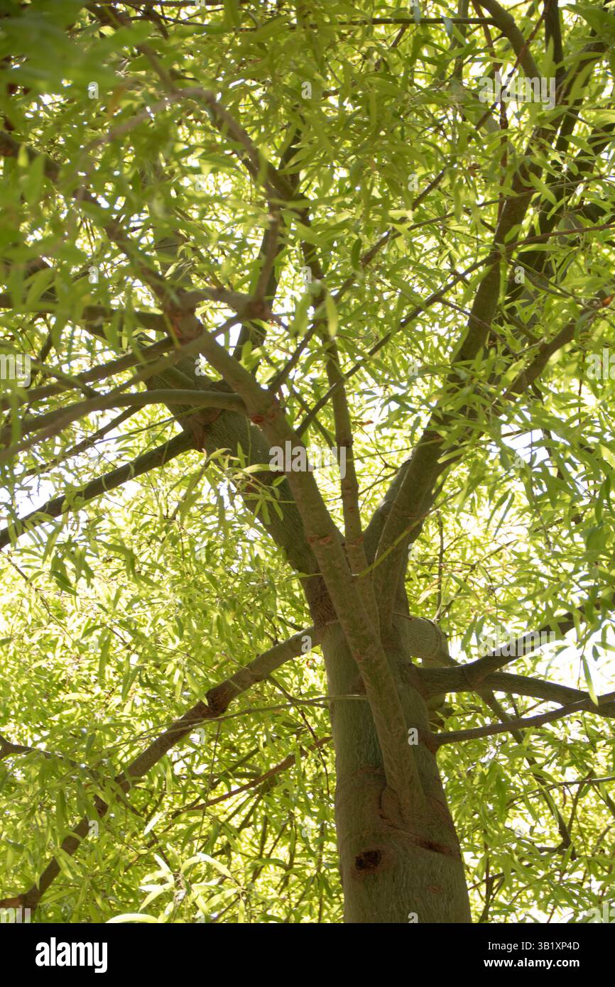 A Marrakech, Maroc, le 08,09,24, Brachychiton rupestris , un arbre de la famille Malvaceaee dans le jardin secret (le jardin secret) Banque D'Images