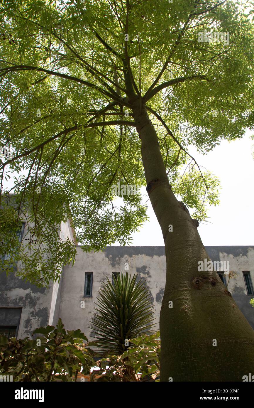 A Marrakech, Maroc, le 08,09,24, Brachychiton rupestris , un arbre de la famille Malvaceaee dans le jardin secret (le jardin secret) Banque D'Images