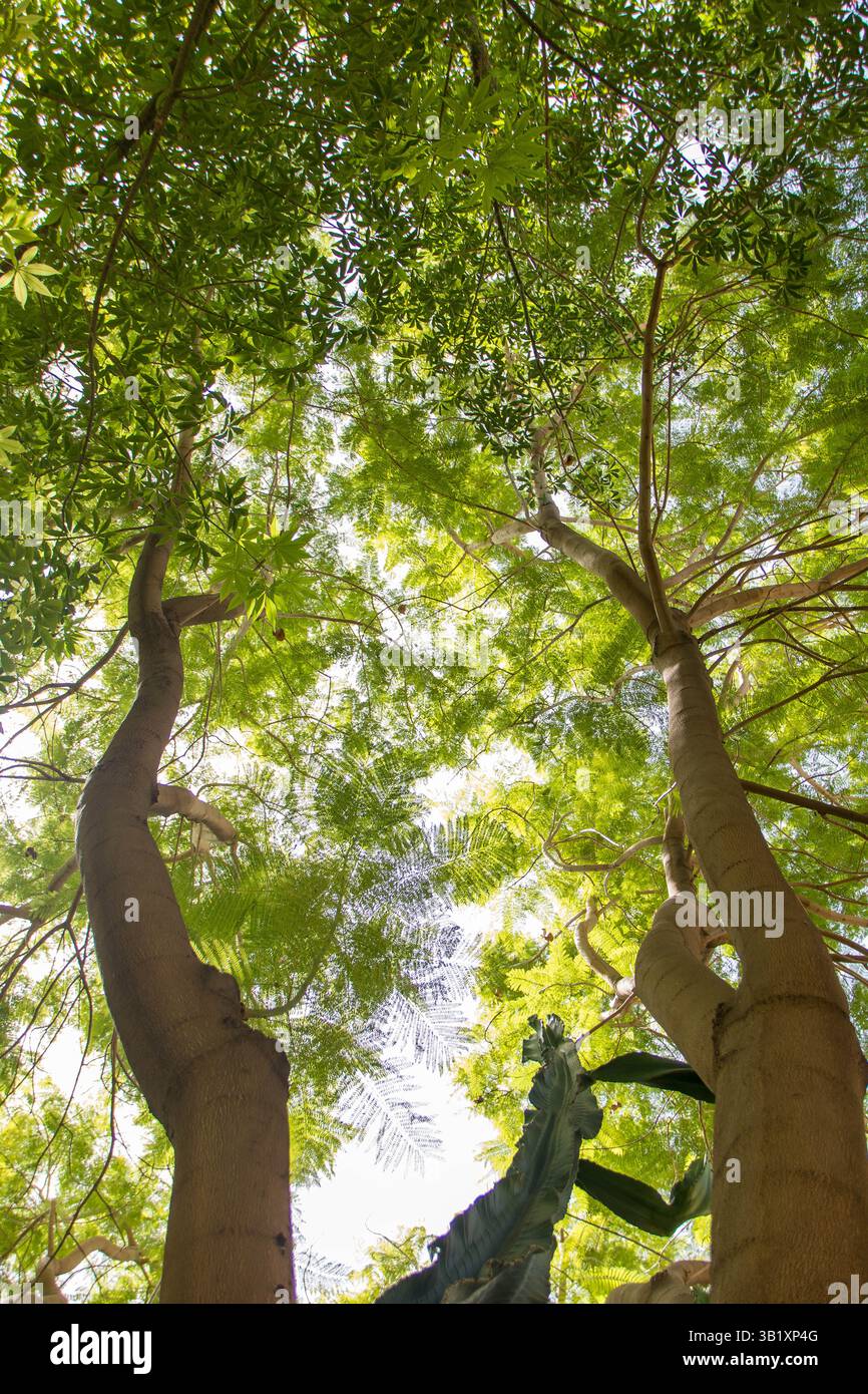 A Marrakech, Maroc, le 08,09,24, Brachychiton rupestris , un arbre de la famille Malvaceaee dans le jardin secret (le jardin secret) Banque D'Images