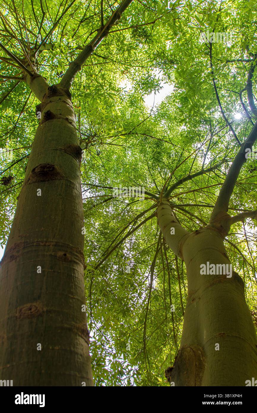 A Marrakech, Maroc, le 08,09,24, Brachychiton rupestris , un arbre de la famille Malvaceaee dans le jardin secret (le jardin secret) Banque D'Images