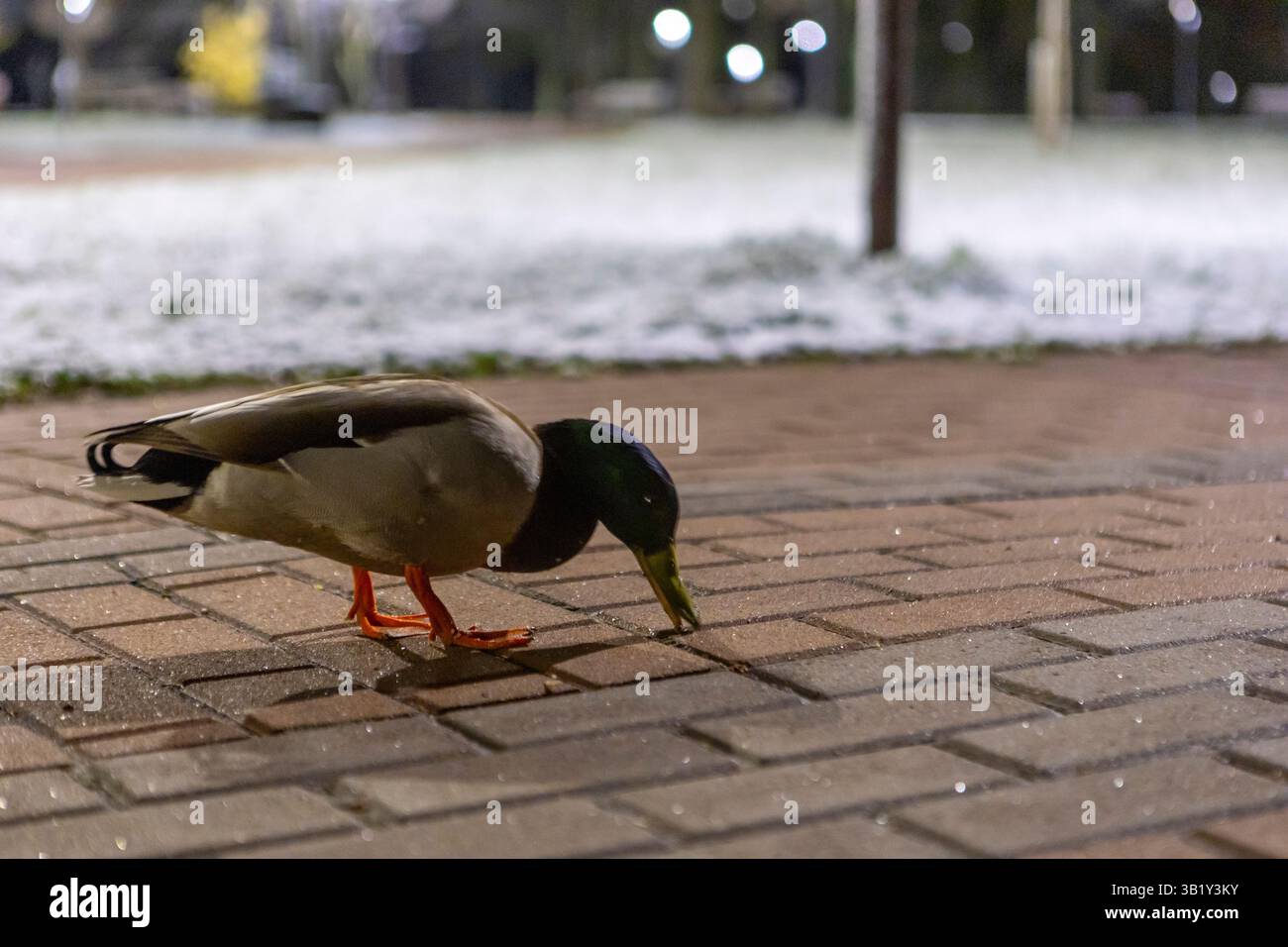 Les canards se promènent le long de l'allée enneigée d'un parc de la ville la nuit, entourés de lanternes lumineuses et de l'atmosphère paisible et glacée d'une soirée d'hiver. Banque D'Images