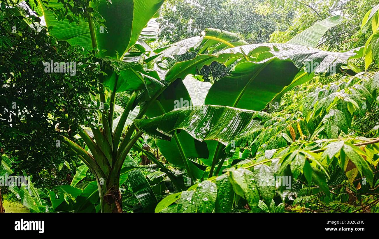 Dumaguete Philippines. Gros plan sur le feuillage de la forêt tropicale humide un jour de pluie. Banque D'Images