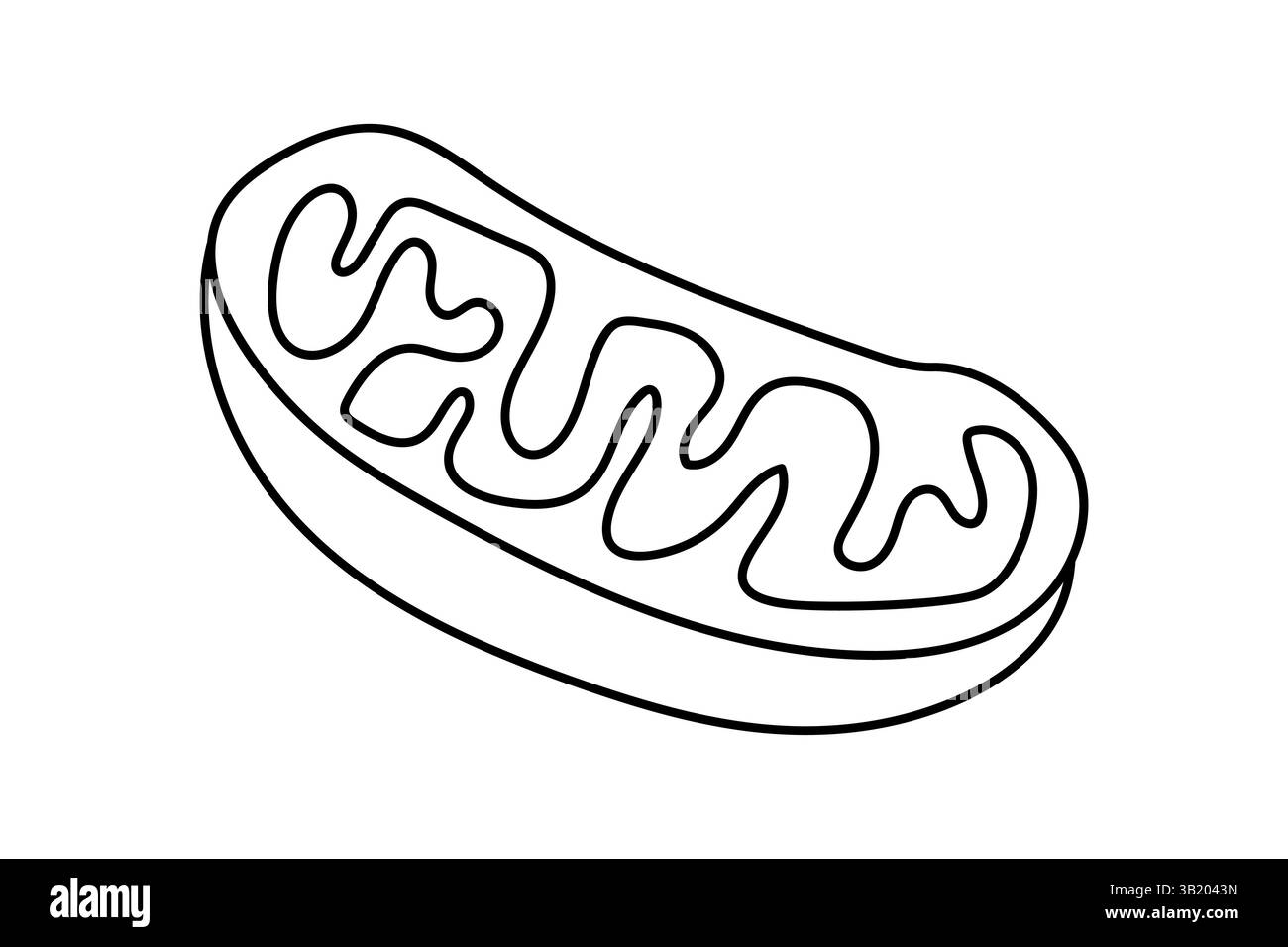 Illustration de la lignée cellulaire des mitochondries - diagramme de biologie scientifique dans le style minimal Outline Illustration de Vecteur