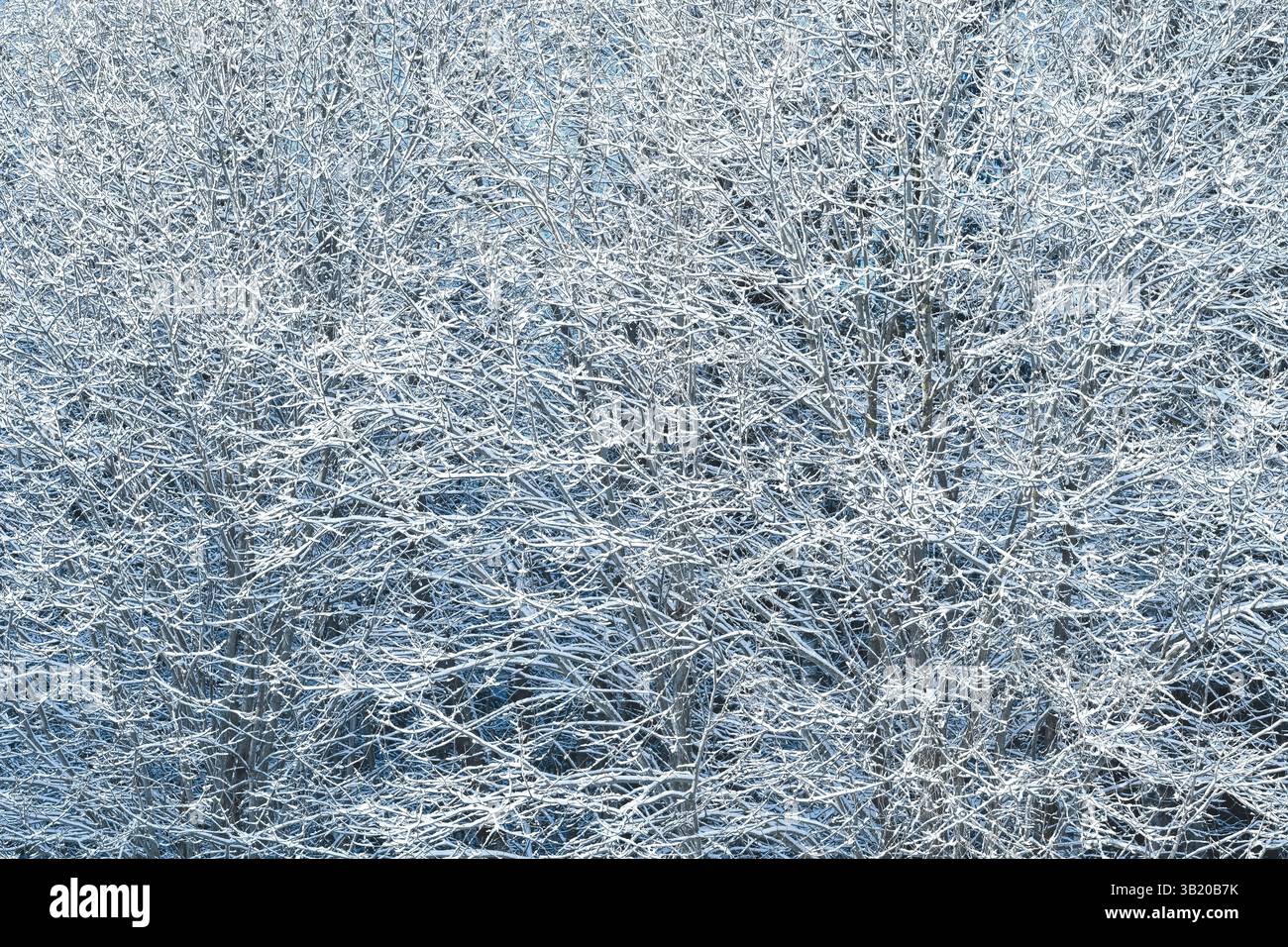Branches enneigées d'un buisson en hiver pierre bleu clair fond de journée ensoleillée Banque D'Images