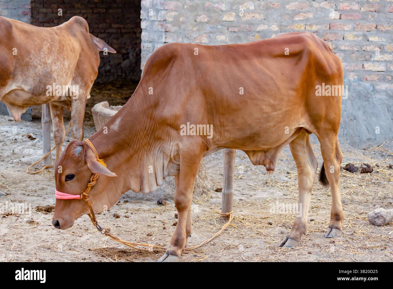 Vache brune attachée dans un village rural indien, pâturant près d'un mur de briques et portant un licol rose Banque D'Images