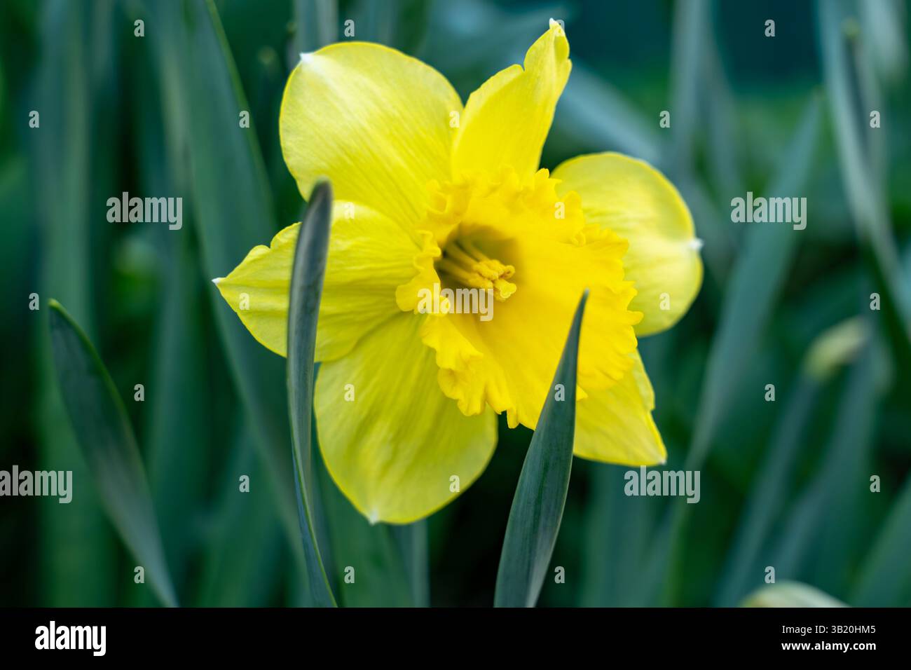 Un jonquille jaune éclatant se distingue parmi les feuilles vertes dans un jardin ensoleillé. La fleur fleurit pleinement, mettant en valeur ses pétales lumineux sous la lumière naturelle. Banque D'Images