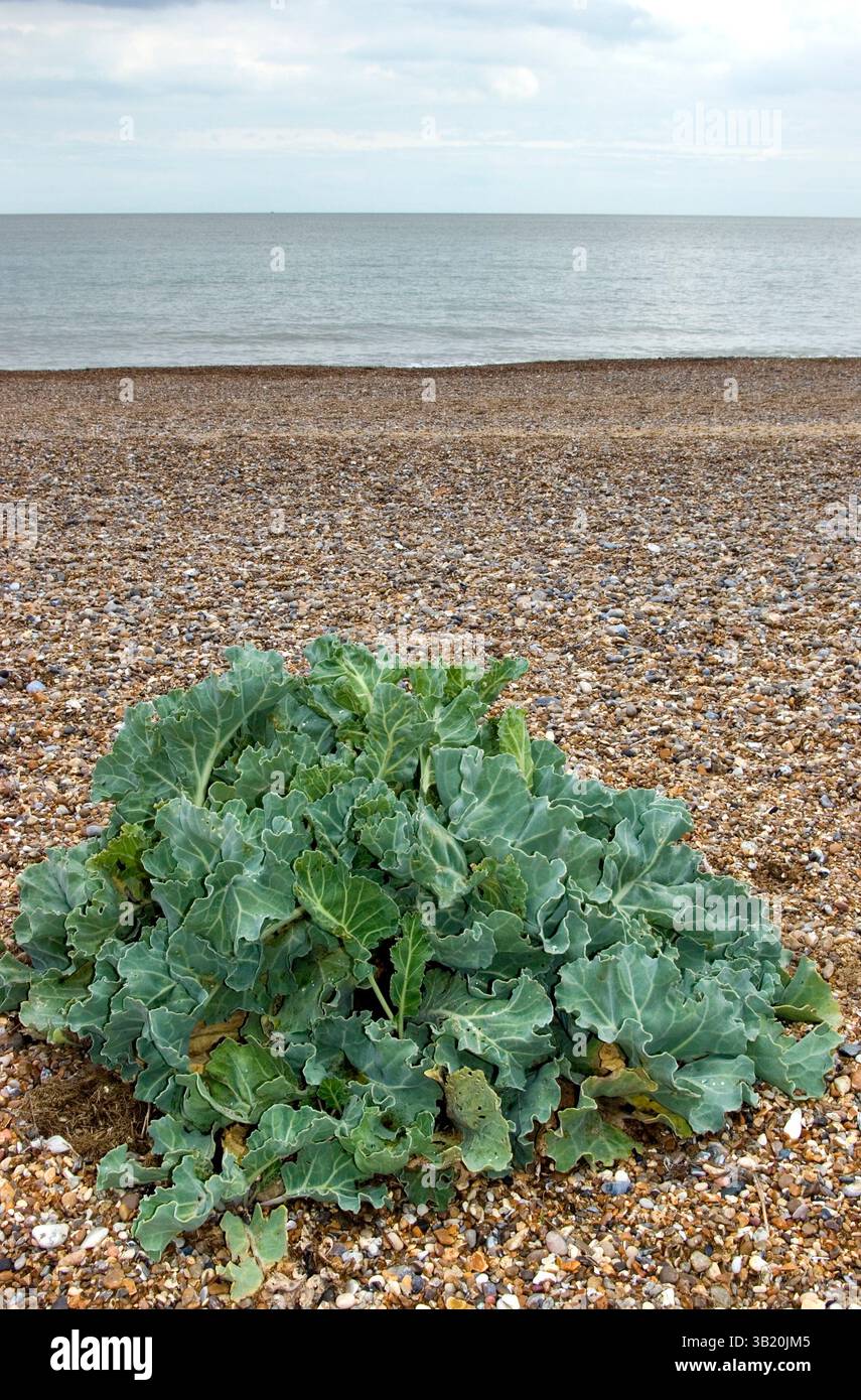 Kale de mer, Suffolk Banque D'Images