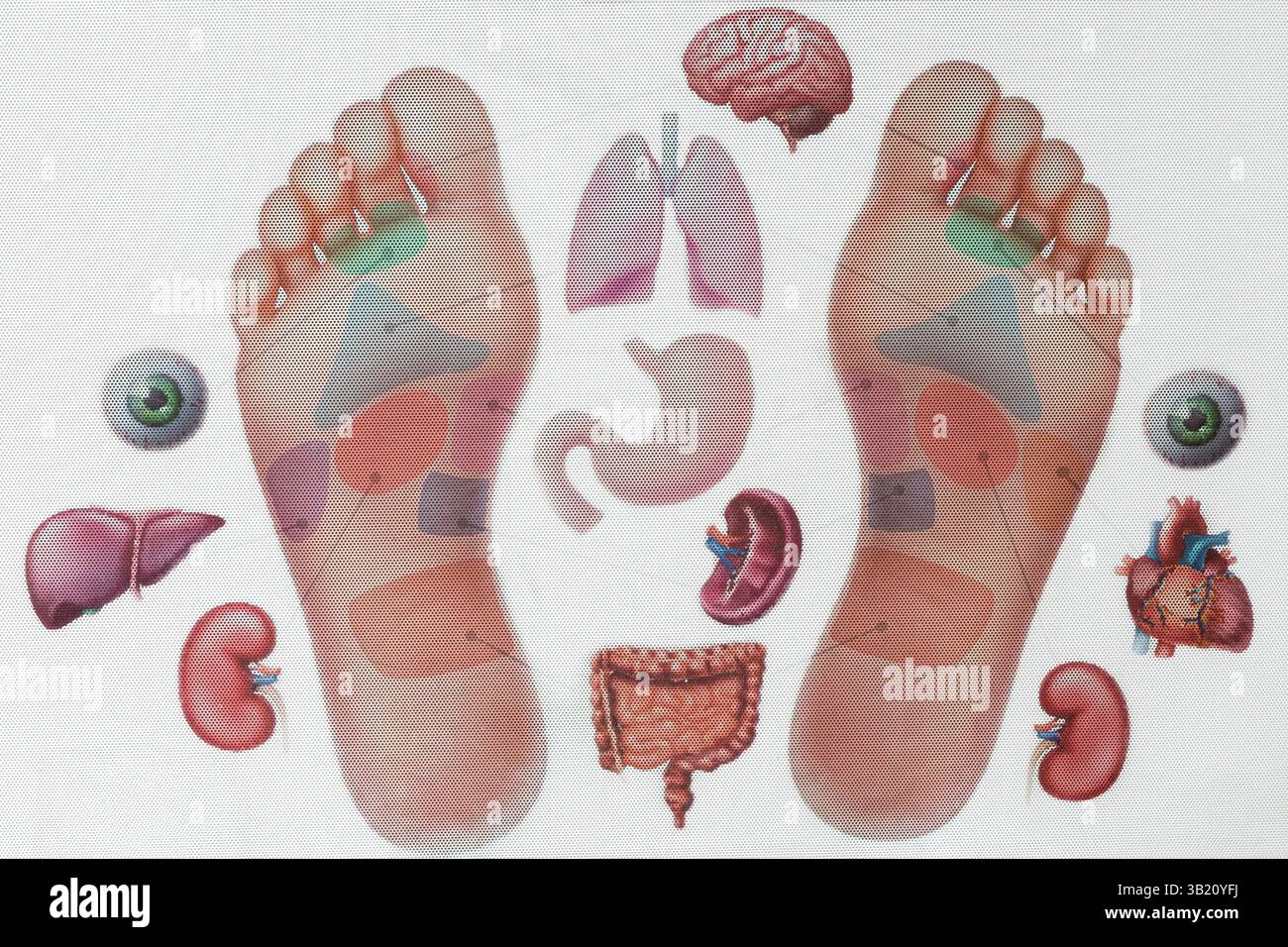 Photo du tableau de réflexologie plantaire avec points de pression sur les pieds gauche et droit. Techniques de massage réflexologique et parties du corps connectées, mettant en évidence HOL Banque D'Images