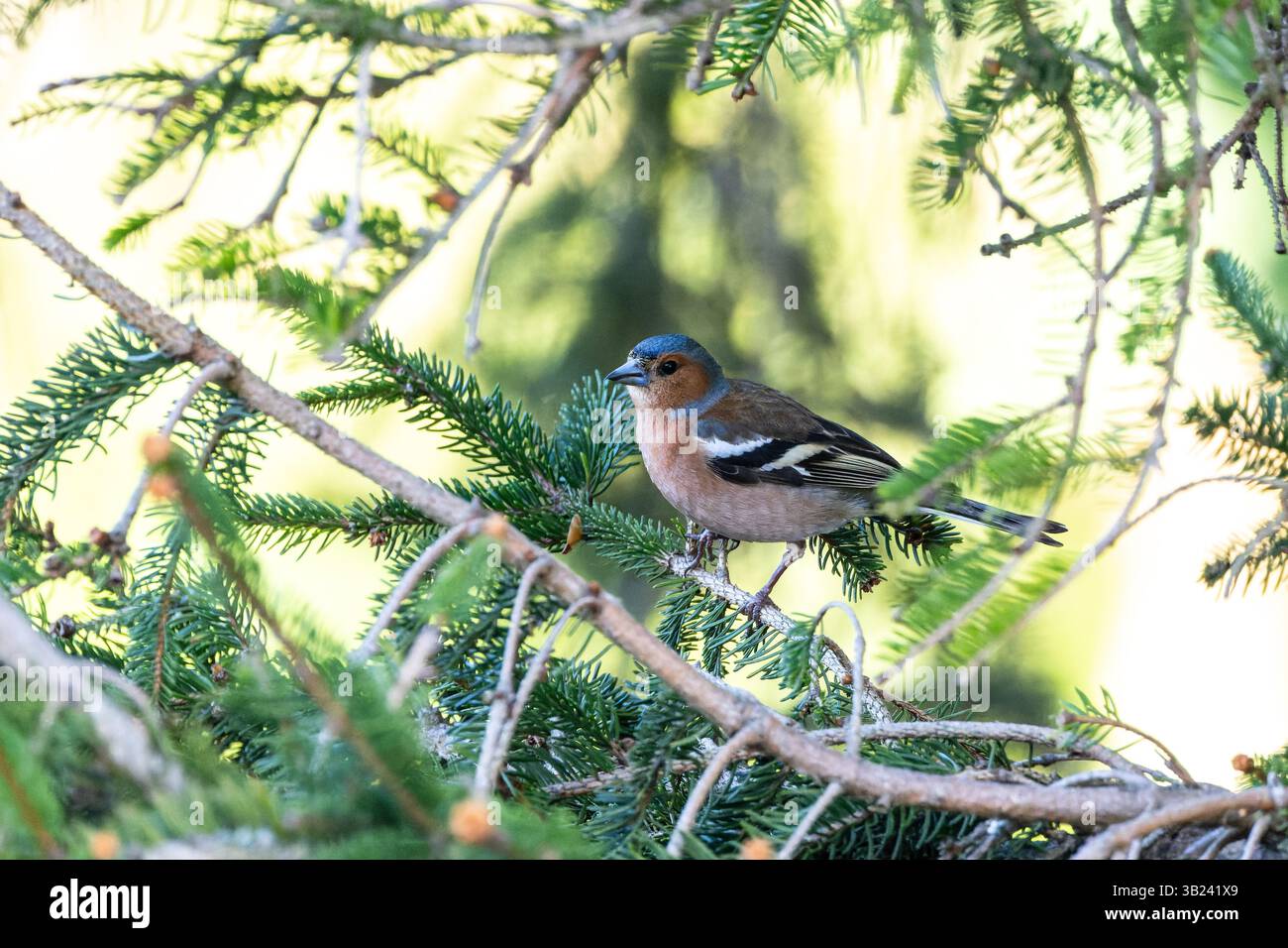 Un moineau mâle (passer montanus) perché sur une branche de pin dans la forêt, affichant sa beauté naturelle. Banque D'Images