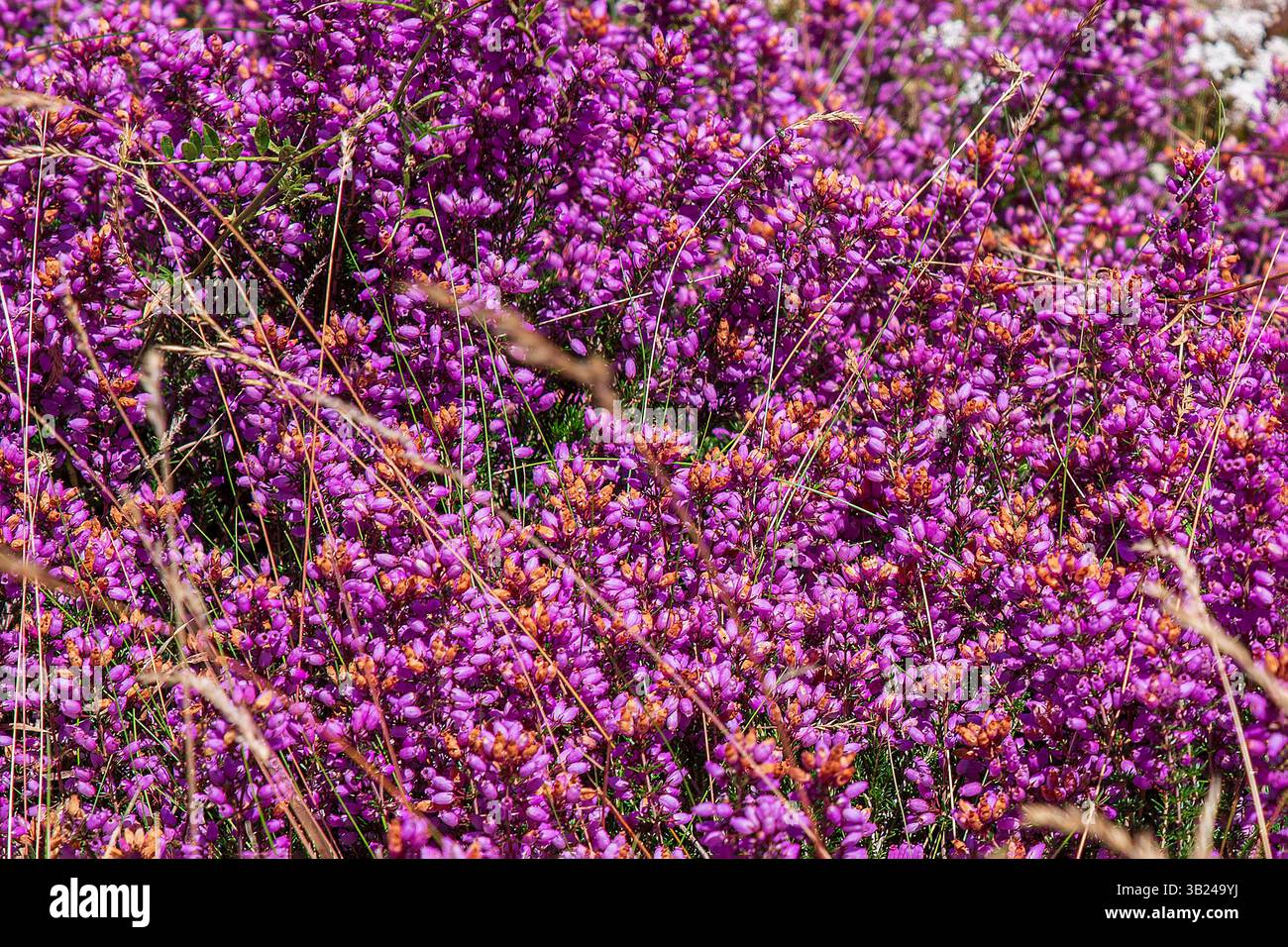 Texture de fleurs mauves de bruyère sous le soleil Banque D'Images