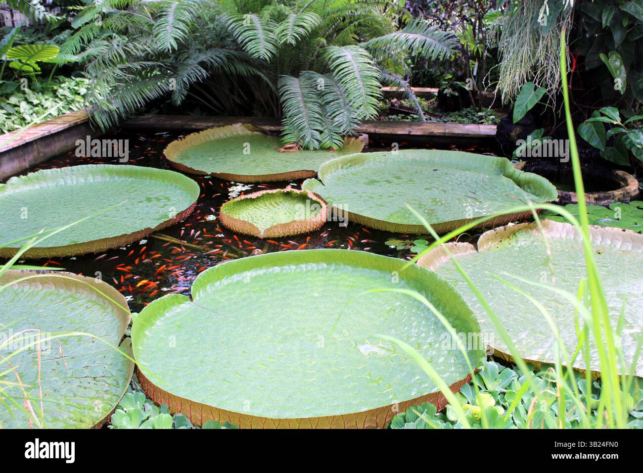 Étang de nénuphars géant - Victoria Amazonica dans une serre tropicale Banque D'Images Étang de nénuphars géant - Victoria Amazonica dans une serre tropicale Banque D'Images