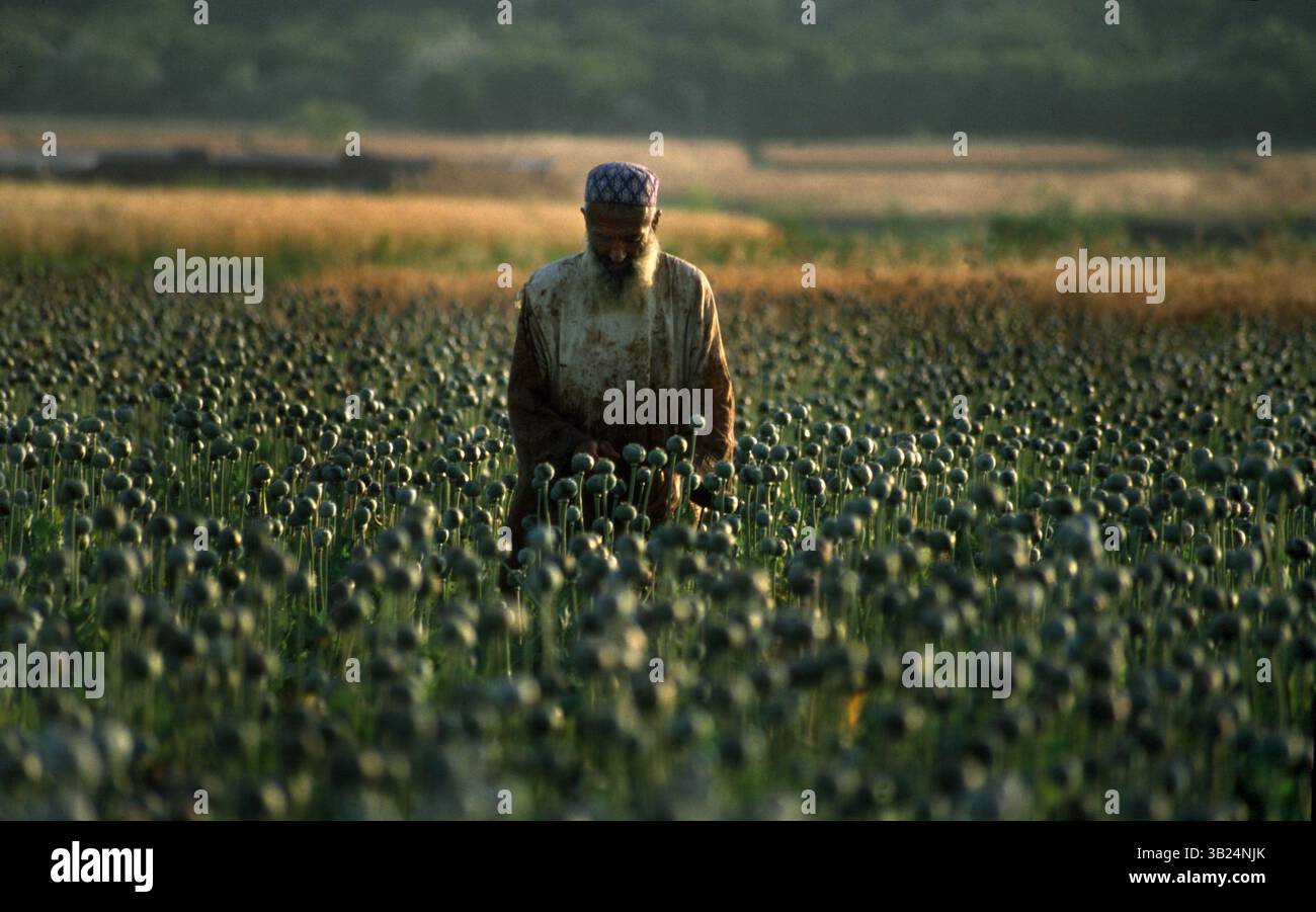 9 février 2009 - Peshawar, Pakistan - champ d'opium. Des milliers d'héroïnomanes vivent sous les ponts de peshawar, dans l'ouest du Pakistan. La plupart d'entre eux volent pour acheter de la drogue qui est très bon marché et disponible pour 1 euro par injection en afghanistan. (Crédit image : © ton Koene/ZUMAPRESS.com) Banque D'Images