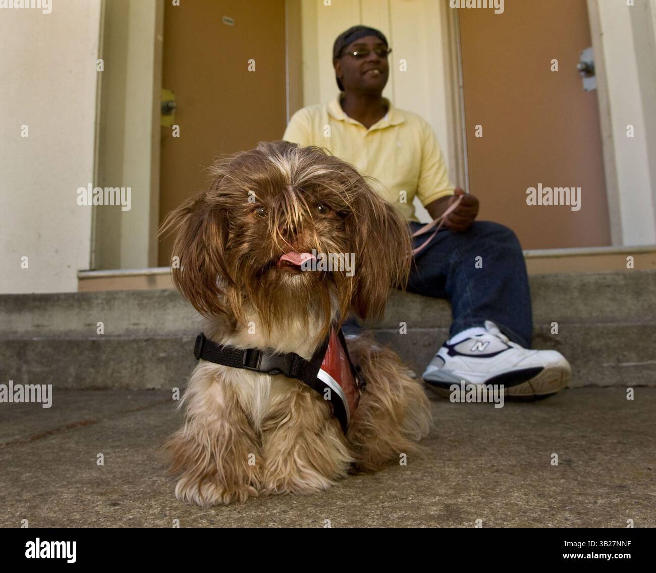 Tony Austin, 55 ans, a rencontré Taffy, une Shih Tuz, pour la première fois le mercredi 16 septembre 2009. Il l’entraînera pendant huit mois pour four Paws for Vets. Les hommes et les femmes sans-abri vivant au campus communautaire de Mather sont jumelés avec des chiens, certains provenant du refuge de la ville, pour être formés comme ''chiens d'assistance'' pour les vétérans de guerre souffrant de stress post-traumatique et d'autres troubles anxieux. (Crédit image : © Sacramento Bee/ZUMA Press) Banque D'Images