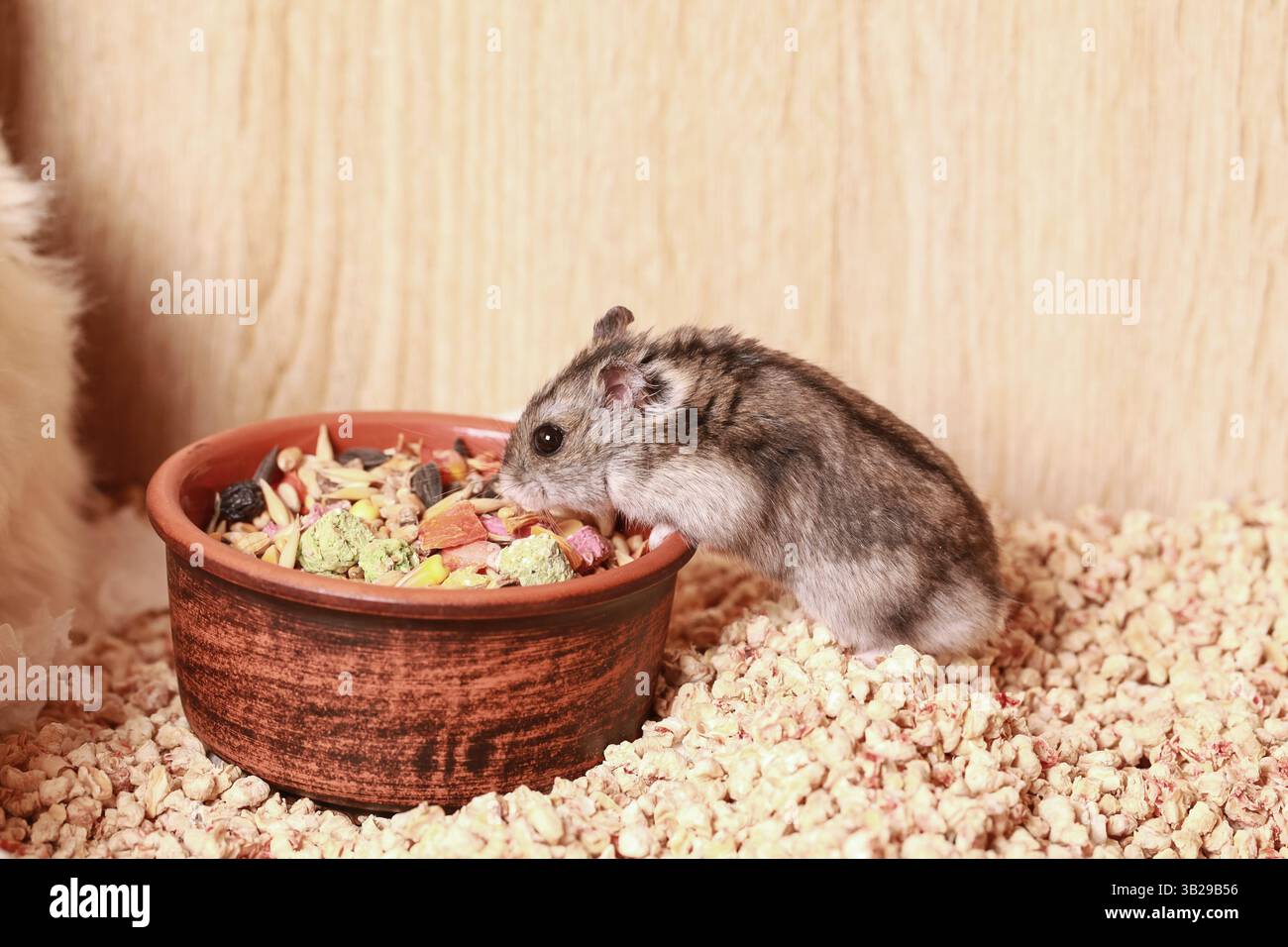 Hamster Djungarian domestique mange de la nourriture. Bol d'alimentation en céramique. Hamster nain de Campbells Phodopus campbelli. Banque D'Images