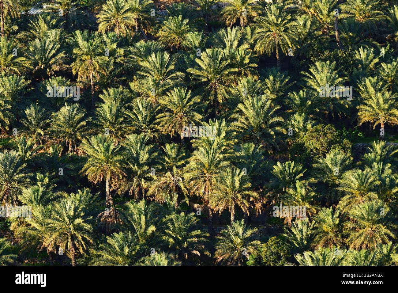 Plantation de palmiers dattiers près du village médiéval Misfah Al Abriyeen, Oman Banque D'Images