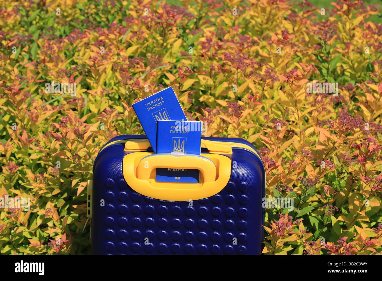 2 passeports Ukraine citoyens avec inscription en ukrainien - passeport de l'Ukraine reposent sur la valise jaune bleu en couleur du drapeau ukrainien Banque D'Images