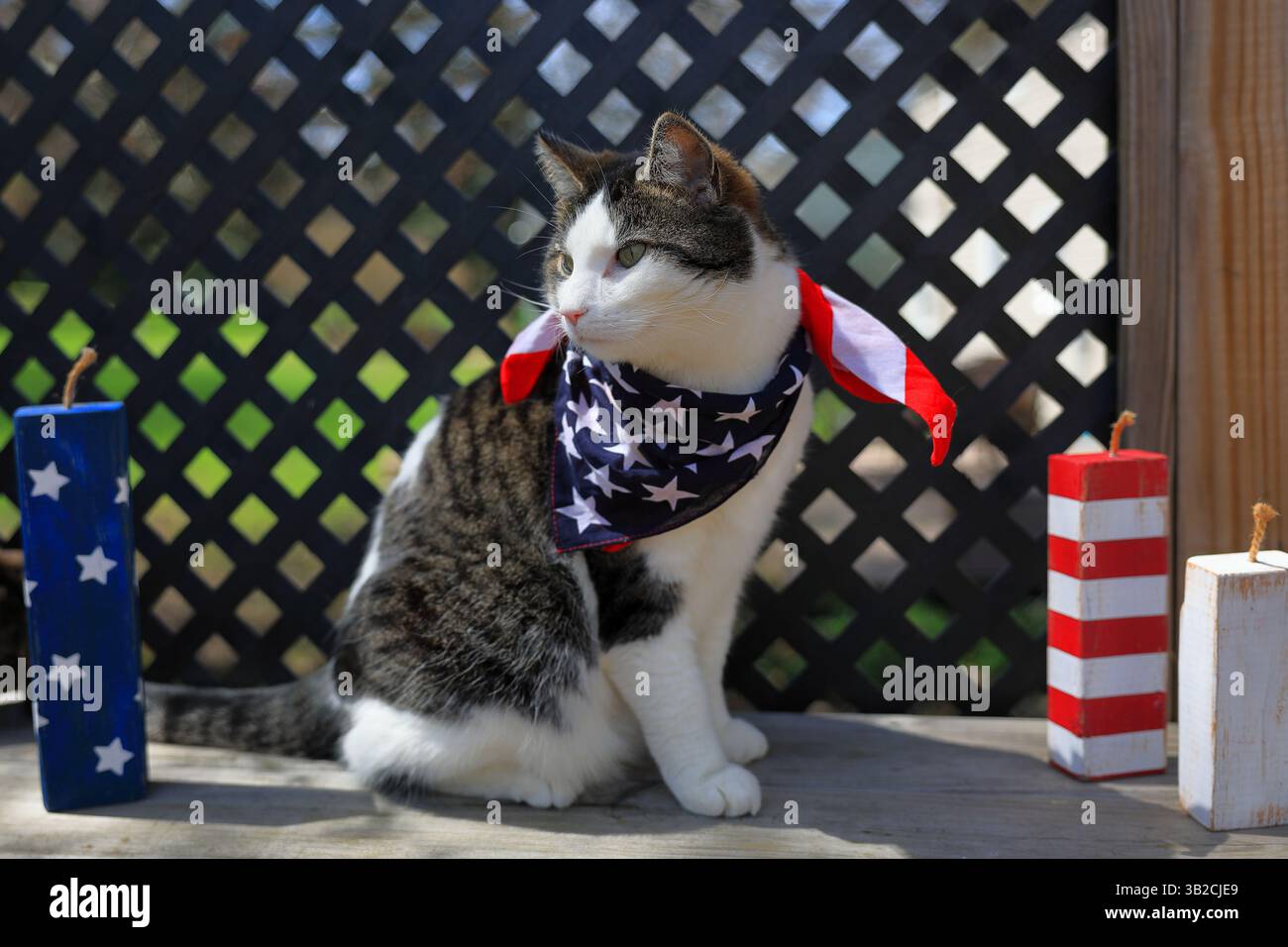 Attrayant chat noir et blanc est assis à l'extérieur, à côté de pétards, portant un bandana drapeau américain Banque D'Images Attrayant chat noir et blanc est assis à l'extérieur, à côté de pétards, portant un bandana drapeau américain Banque D'Images