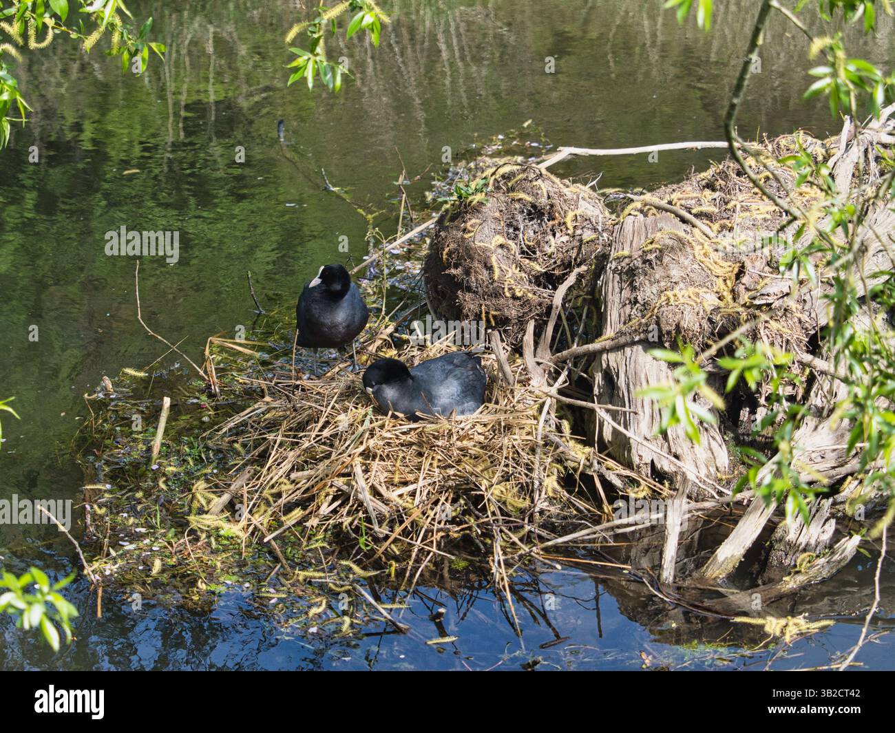 Paire de coots nichant sur un nid de roseau flottant dans un étang immobile entouré d'arbres. Banque D'Images