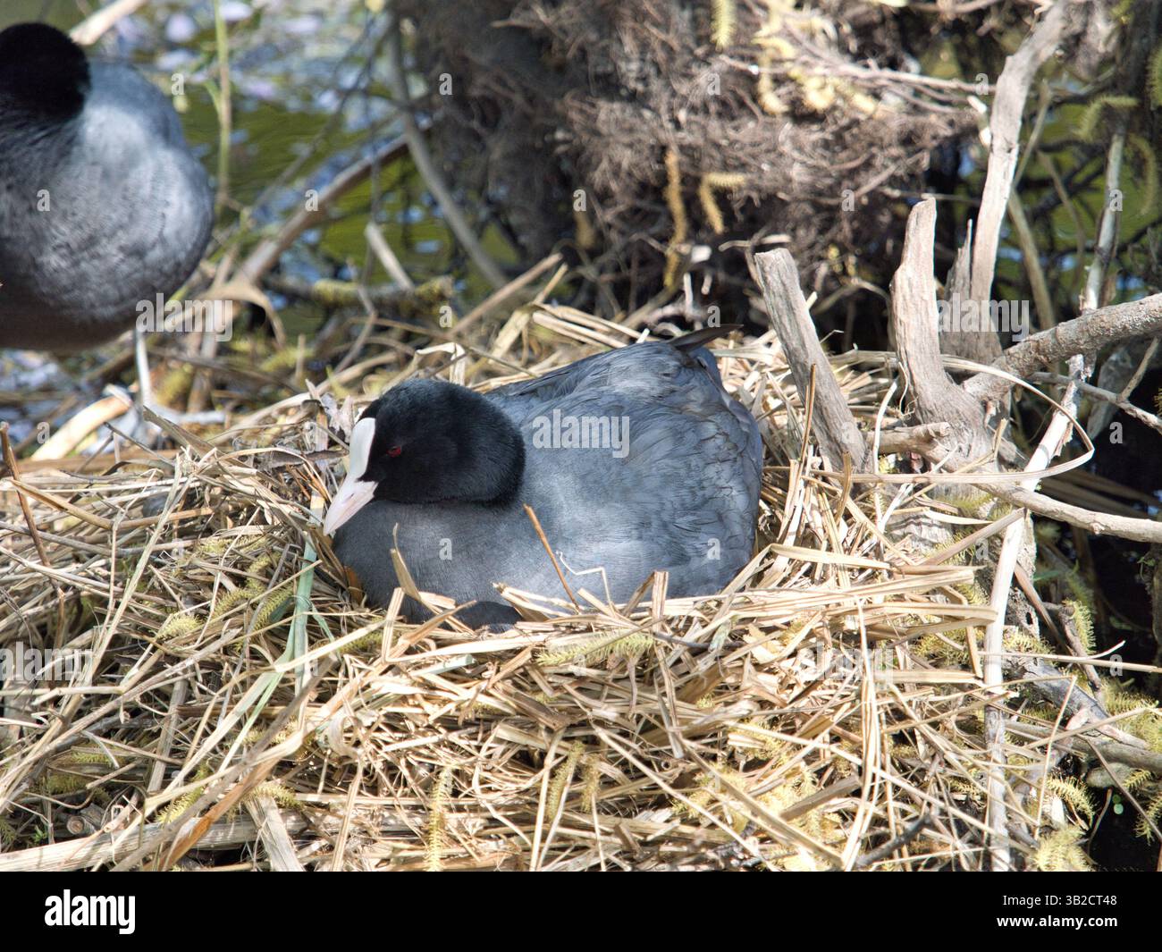 Coot assis sur son nid fait de roseaux près de l'eau, incubant des œufs au printemps. Banque D'Images
