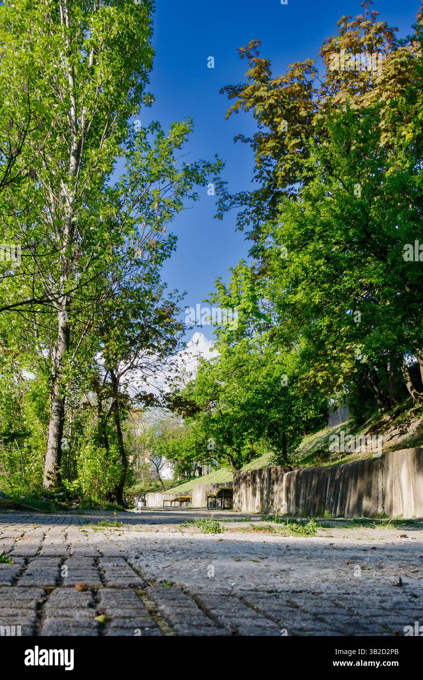 Un sentier de parc serein est entouré d'arbres vibrants et de verdure. Le ciel bleu vif améliore l'environnement tranquille, invitant les visiteurs à se promener et Banque D'Images