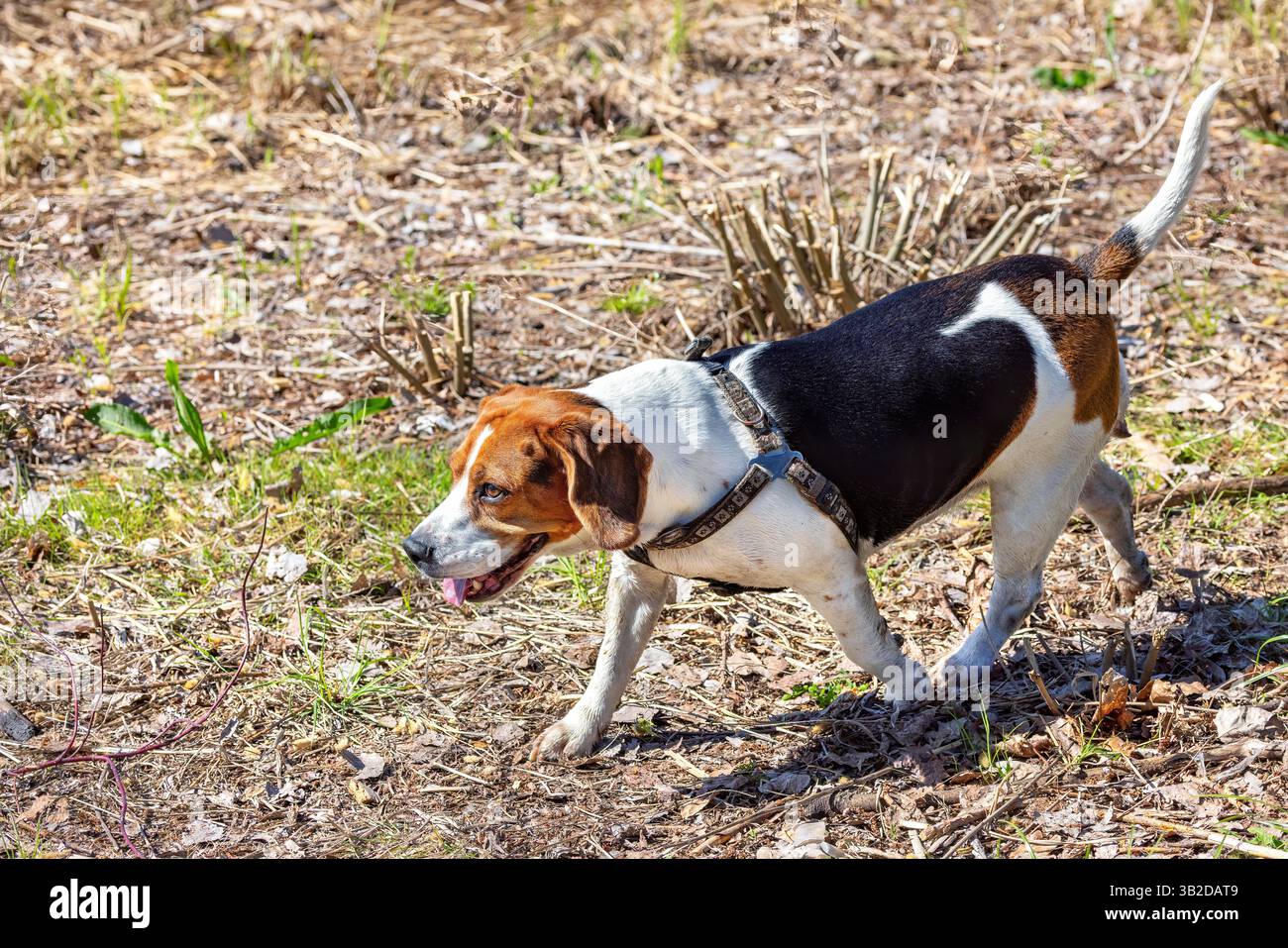 Un beagle trotte joyeusement à travers une zone herbeuse, profitant de la chaleur du soleil par un après-midi de printemps croustillant. Son comportement joyeux reflète le nouveau fr Banque D'Images