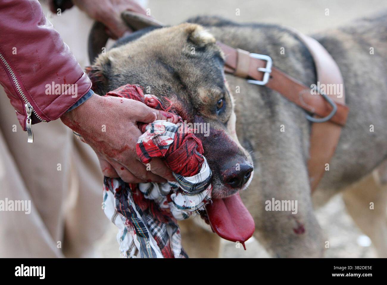 Dec. 15, 2009 - KABOUL, Texas, AFGHANISTAN - POUR LE MÉTRO - un homme afghan prend soin de son chien après qu'il a été blessé dans une bagarre de chien à la périphérie de Kaboul, Afghanistan vendredi 4 décembre 2009. (Crédit image : © San Antonio Express-News/ZUMApress.com) Banque D'Images Dec. 15, 2009 - KABOUL, Texas, AFGHANISTAN - POUR LE MÉTRO - un homme afghan prend soin de son chien après qu'il a été blessé dans une bagarre de chien à la périphérie de Kaboul, Afghanistan vendredi 4 décembre 2009. (Crédit image : © San Antonio Express-News/ZUMApress.com) Banque D'Images