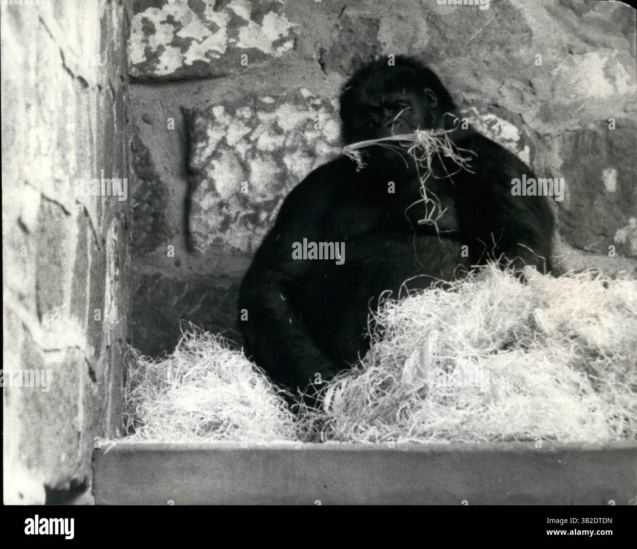 02 mars 2012 - Un événement rare est attendu au zoo de Chester : un événement très rare est attendu à tout moment au zoo de Chester, où les animaux les plus précieux, une paire de gorilles de montagne attendent un événement heureux. Muskie le mâle, a été séparé dès que l'état d'un Noelle est devenu évident. ce n'était pas le moment de risquer une rude et de tomber. Mais comme le couple heureux avait été ensemble depuis leur enfance quand ils sont arrivés au zoo de Chester en 1960 depuis l'Afrique centrale, les gardiens ont eu pitié de eux et leur ont donné un trou d'espion dans leur mur de fête. Il sera et a donné être le premier gorille de montagne jamais né en Grande-Bretagne et seulement le sec Banque D'Images