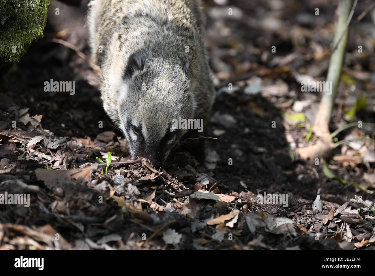 Un coati sud-américain qui cherche de la nourriture au zoo de Londres Banque D'Images
