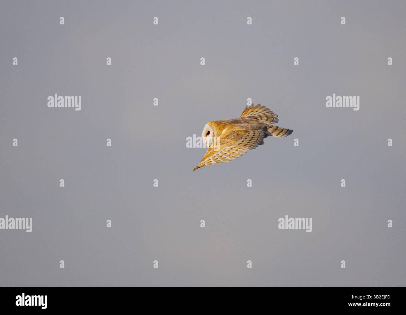 Une belle chouette de grange (Tyto Alba) en vol contre le ciel, éclairée par le soleil couchant, chassant dans la lumière du soir - Suffolk, Royaume-Uni Banque D'Images