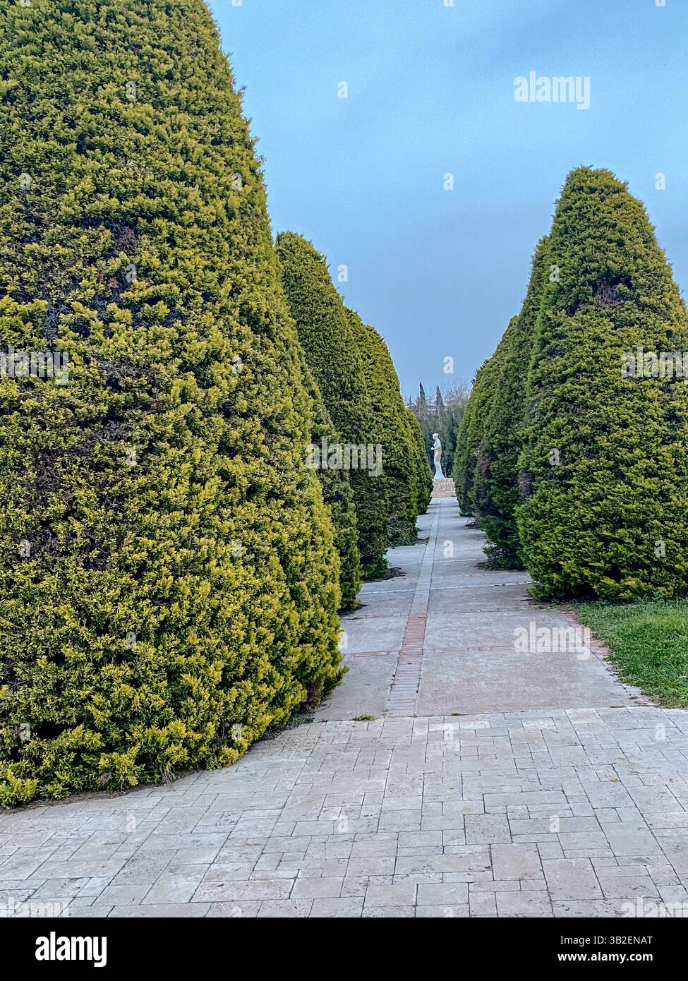 Allée symétrique avec de grands arbres verts taillés en formes coniques et passerelle pavée. Banque D'Images