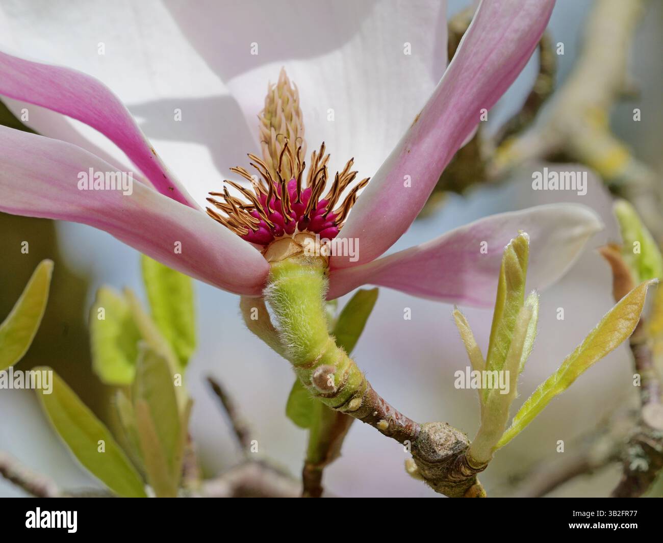 Le magnolia tulipe fleurit doucement en blanc-rose. Son étamine porte du pollen foncé. Une merveille printanière qui enchante la nature. Banque D'Images