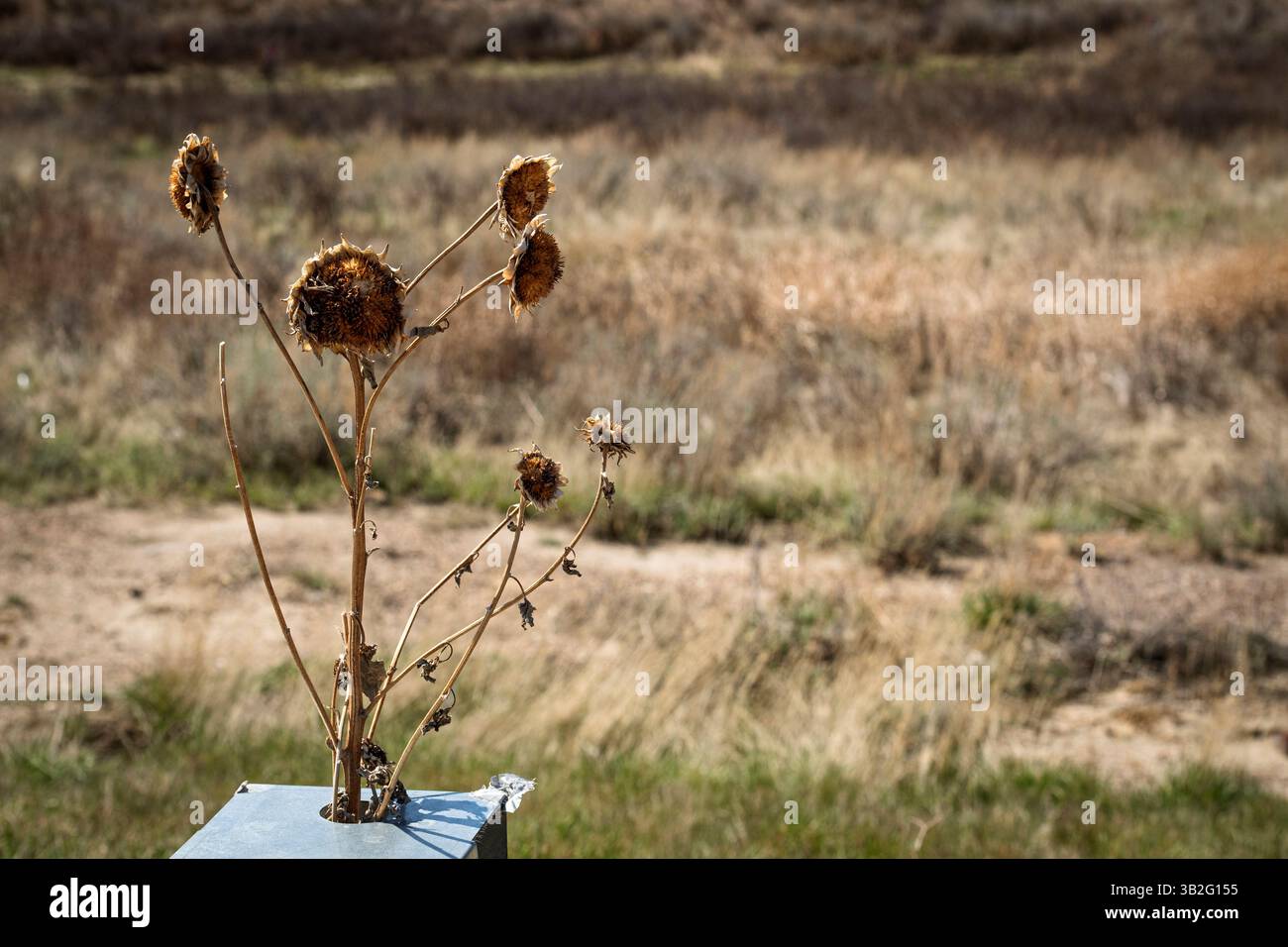 Les plants de tournesol séchés se dressent contre un paysage naturel flou avec des collines et des arbres en arrière-plan Banque D'Images