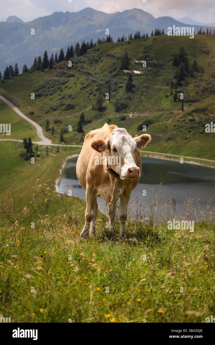 Portrait vertical de vache debout alpine avec vue de paysage en Autriche. Beau bétail domestique pendant Sunny Day en Europe. Banque D'Images