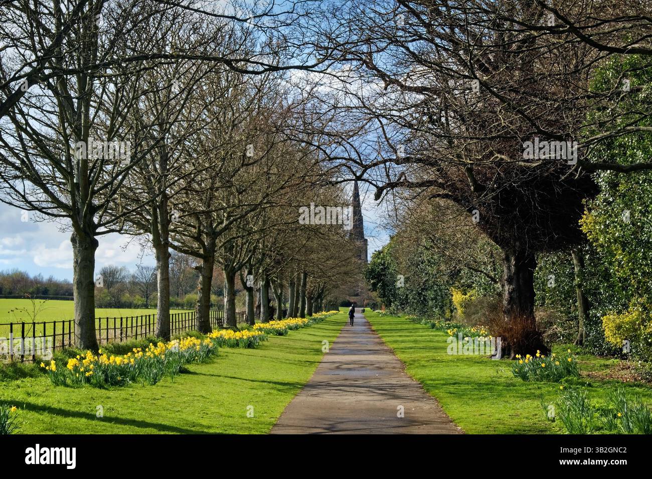 Royaume-Uni, South Yorkshire, Rotherham, Wentworth, église Holy Trinity avec chemin bordée d'arbres et jonquilles. Banque D'Images