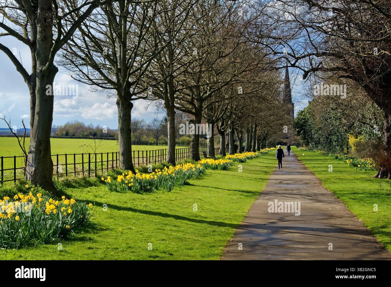Royaume-Uni, South Yorkshire, Rotherham, Wentworth, église Holy Trinity avec chemin bordée d'arbres et jonquilles. Banque D'Images