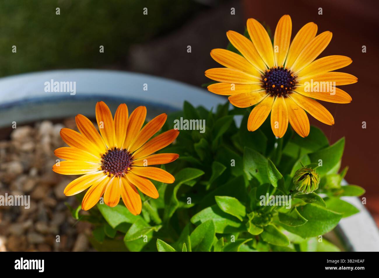 2 fleurs oranges d'Osteospermum, également connues sous le nom de marguerites africaines, fleurissant dans un pot. Banque D'Images