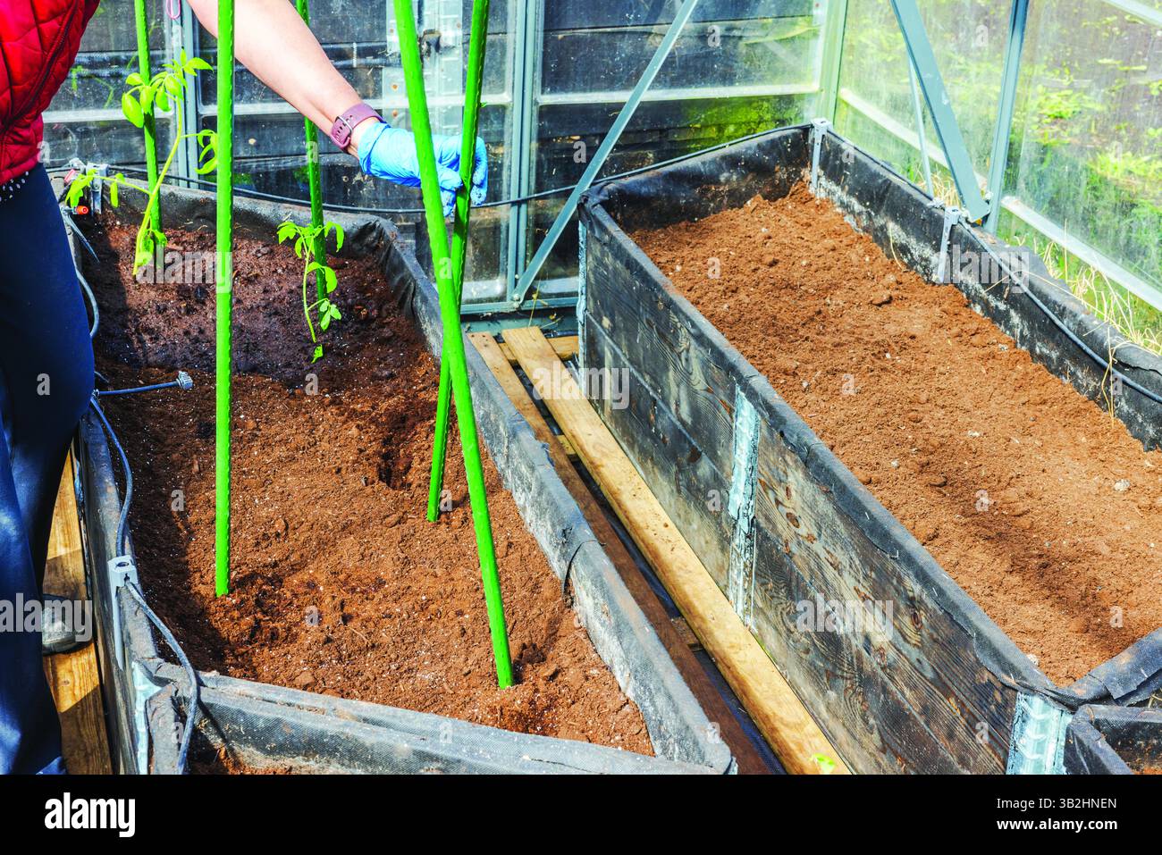 Bâtons de soutien pour femmes pour jeunes plants de tomates plantés dans des lits surélevés en serre. Suède. Banque D'Images