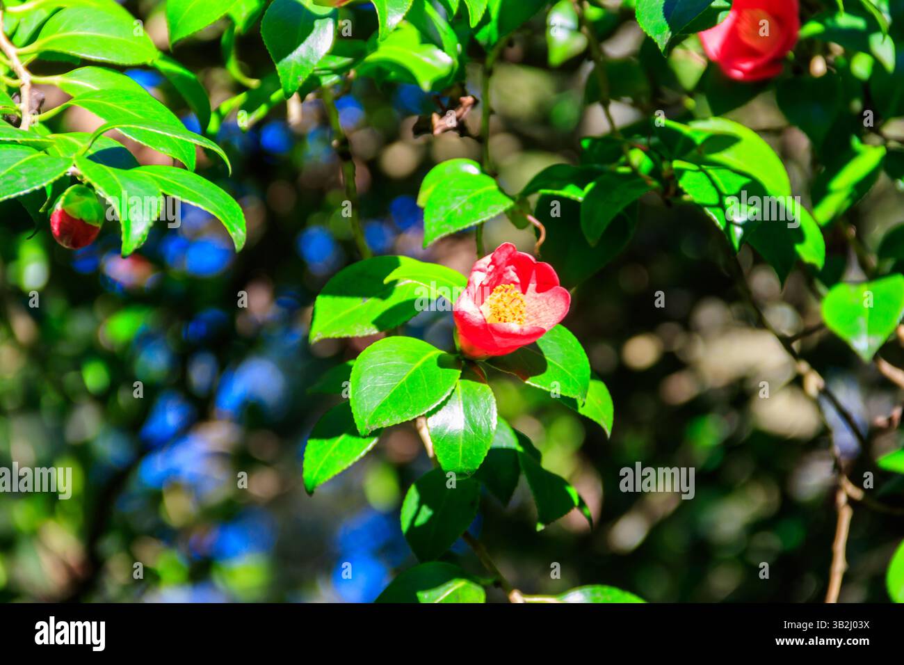 Beau camélia en fleurs dans le parc Banque D'Images