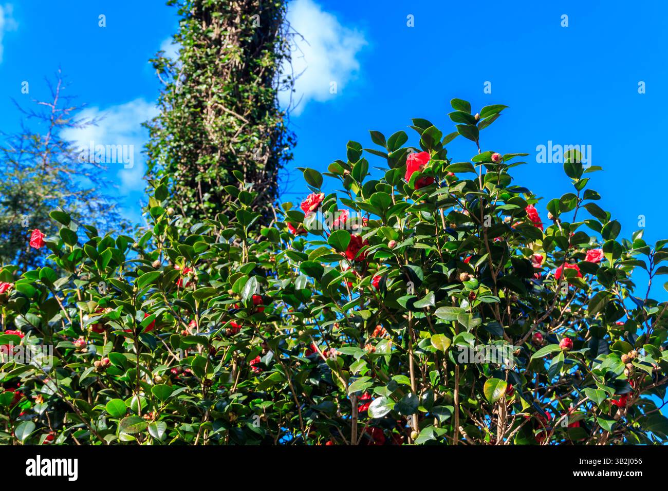 Beau camélia en fleurs dans le parc Banque D'Images