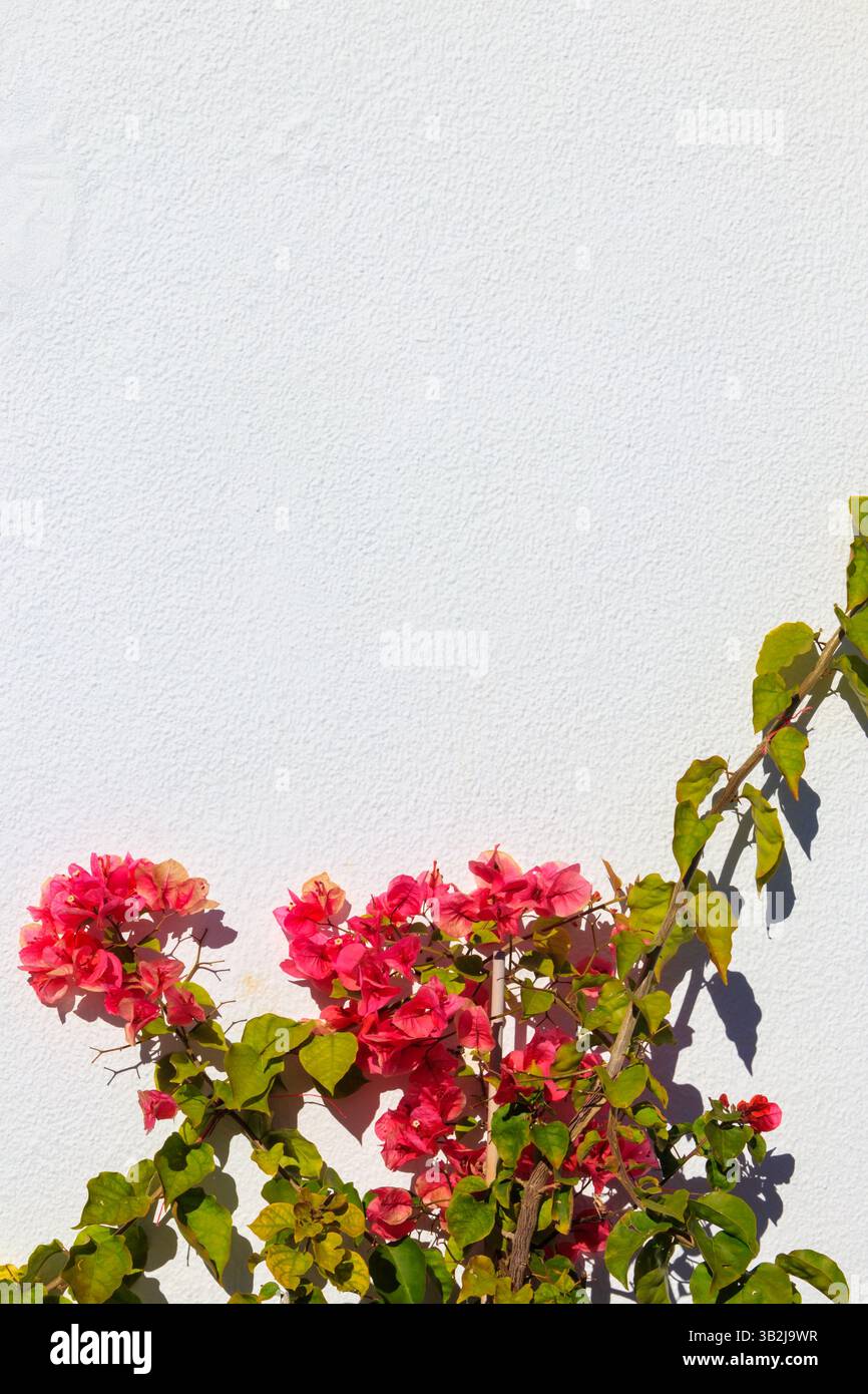 Mur blanc décoré de fleurs roses de bougainvilliers Banque D'Images